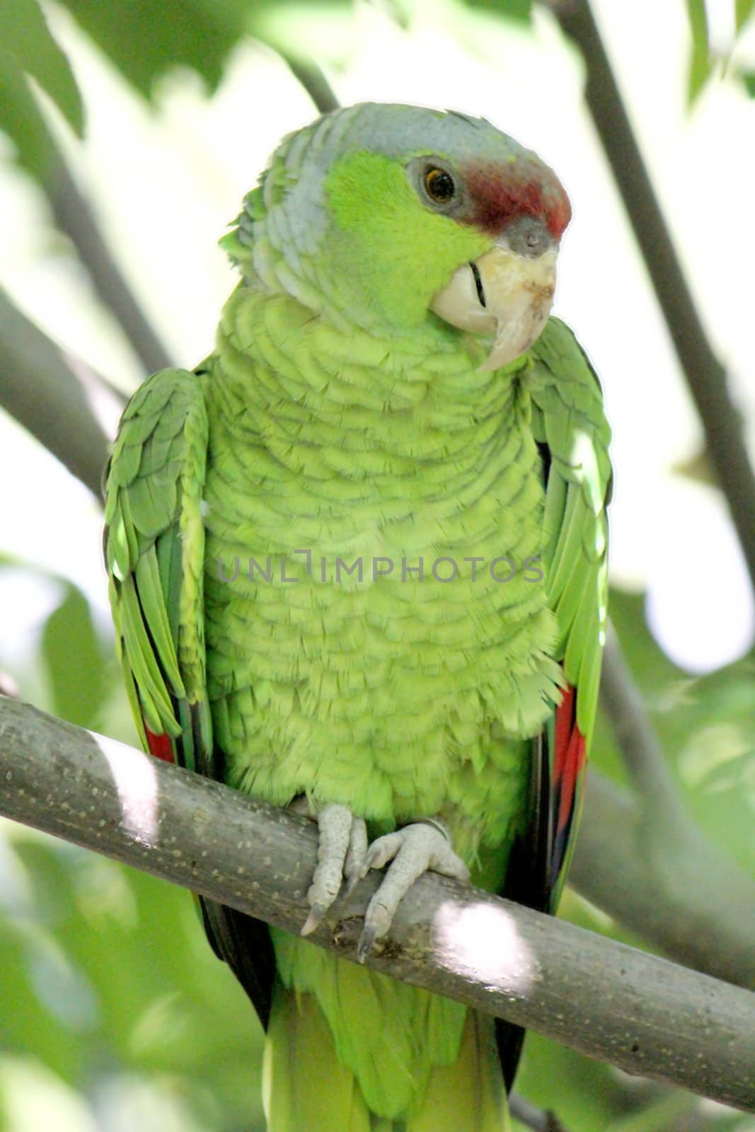Military green parrot standing on a branch and looking at the photographer