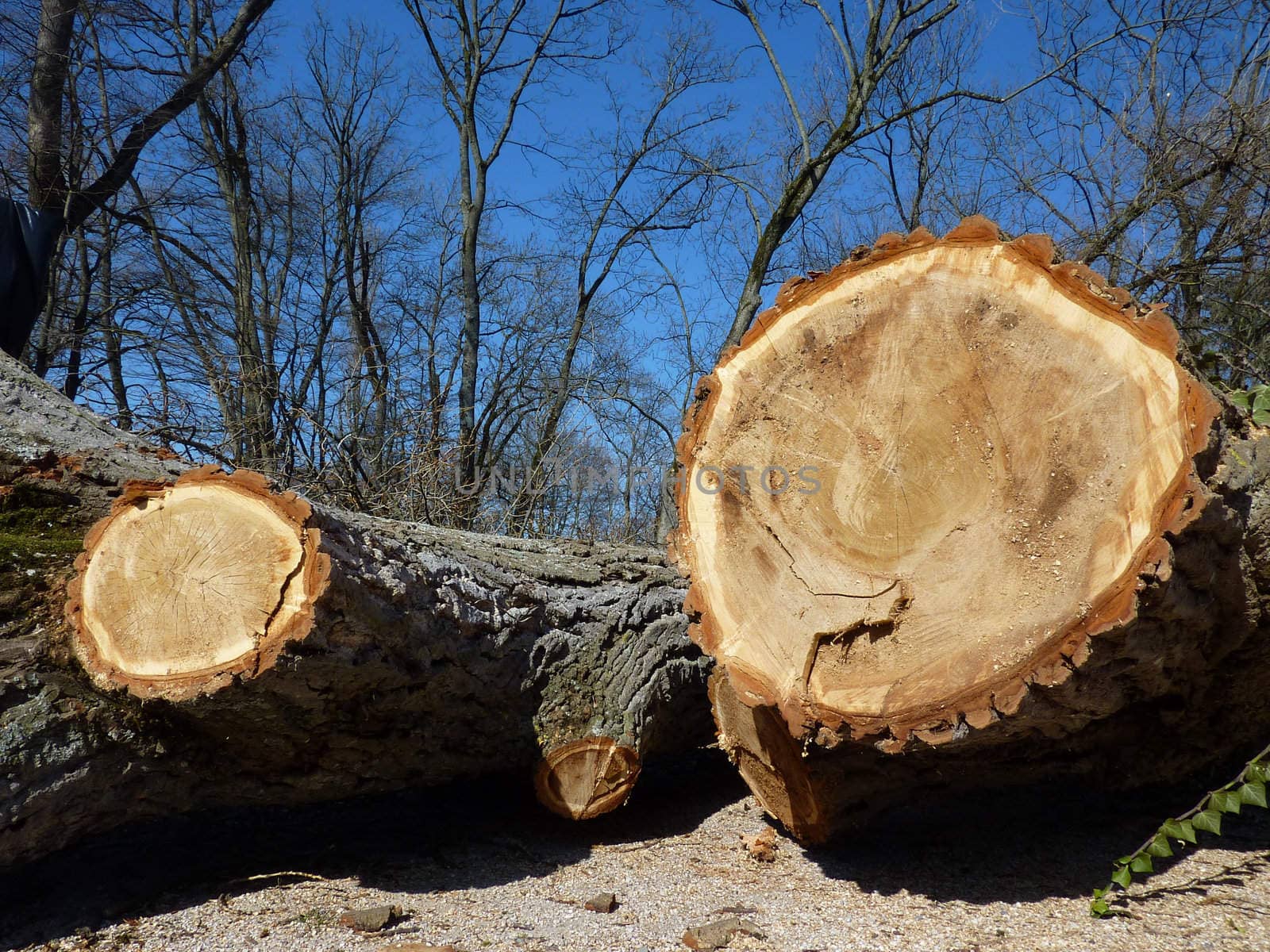 Cut trunks lying on the ground in a forest by beautiful winter blue day