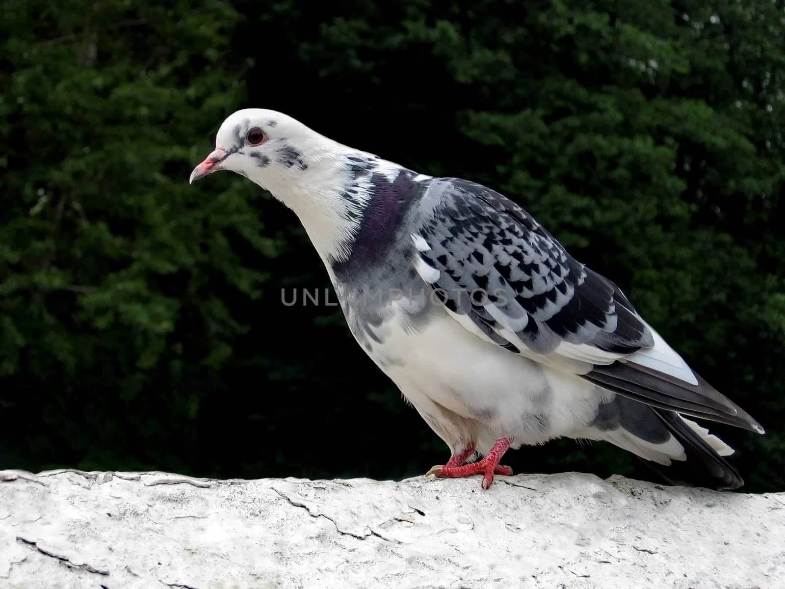 Motley white pigeon by tomatto