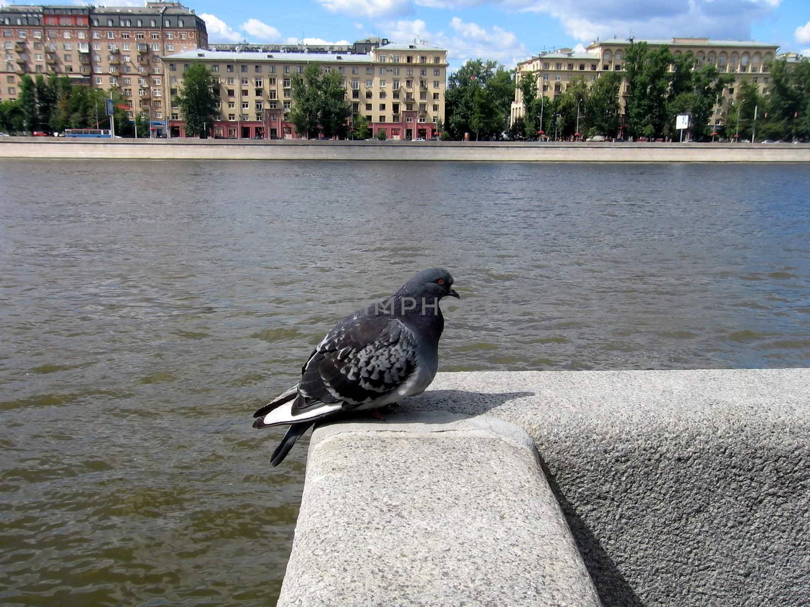 Pigeon in the city by tomatto