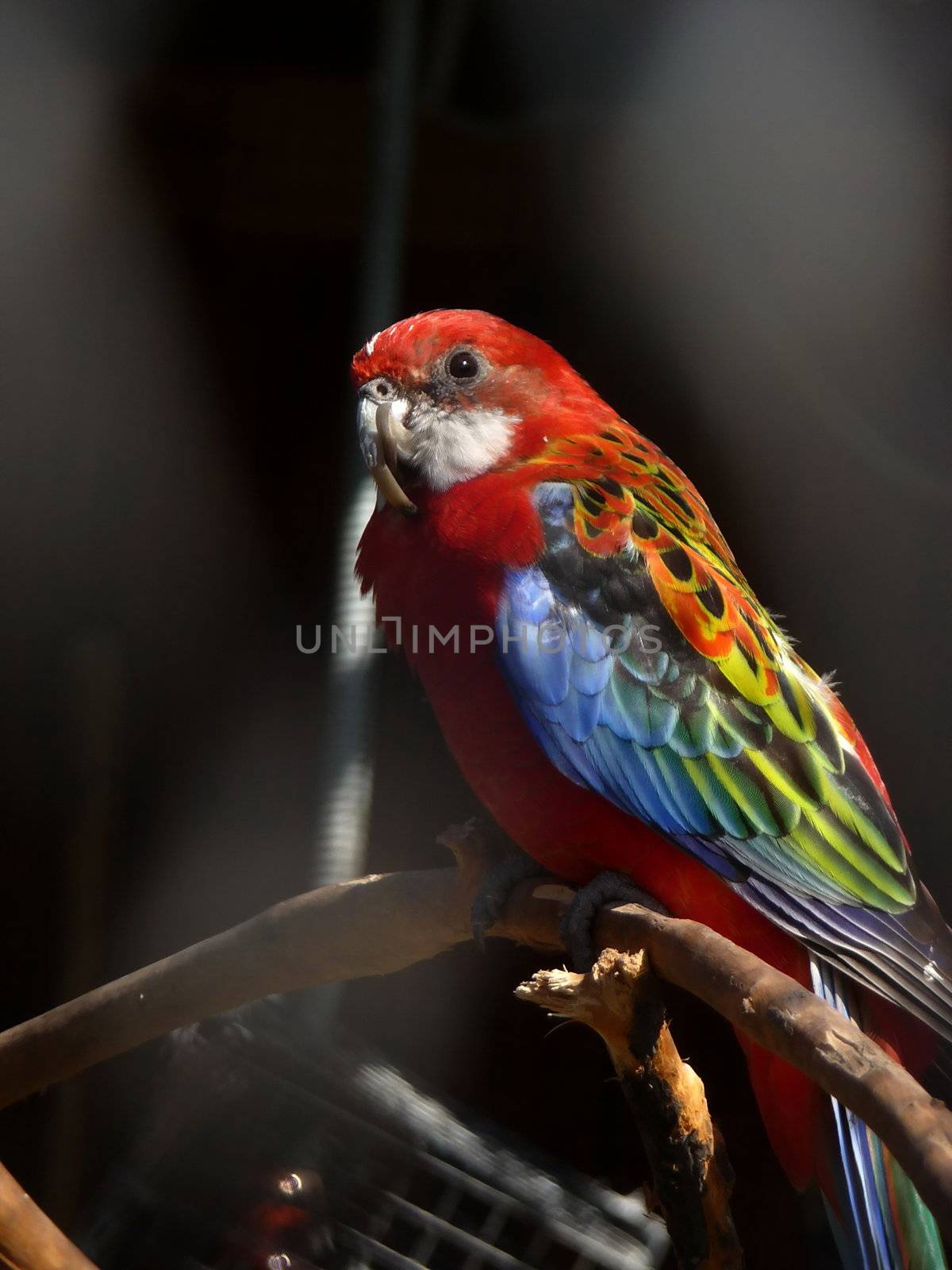 Colorful red parrot with curved beak on a black background 