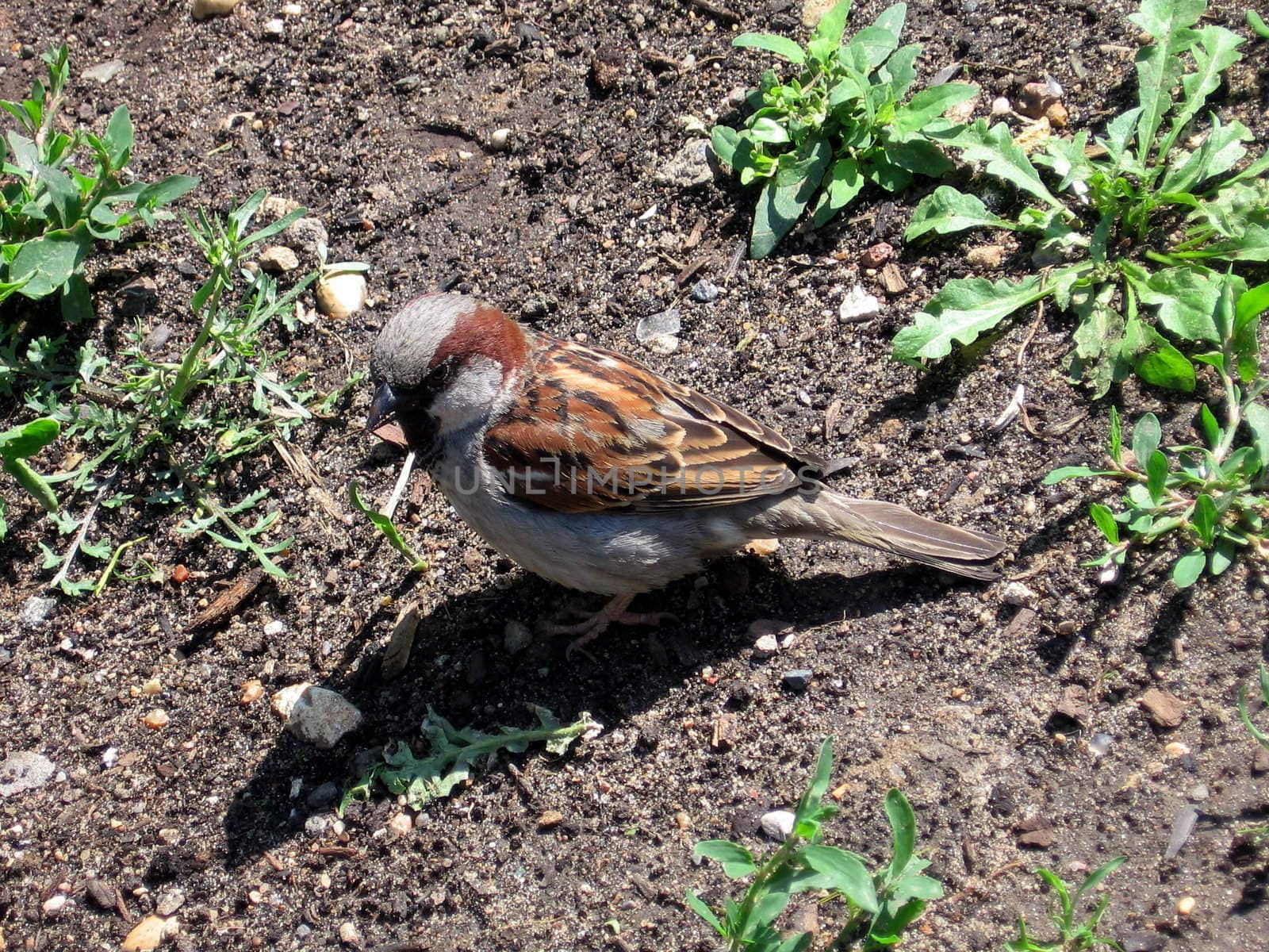 Little sparrow stays on the ground, sunny shot