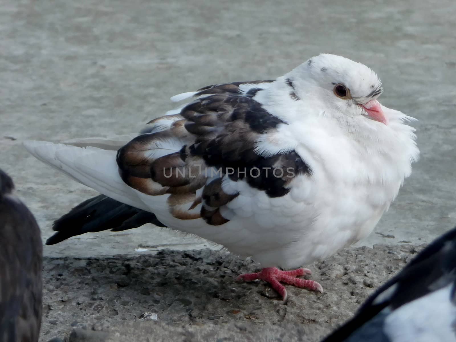 White dove by tomatto