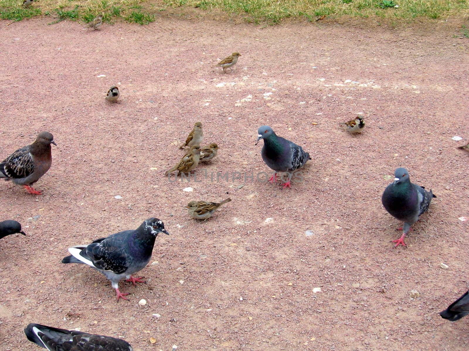 The urban birds are sparrows and pigeons