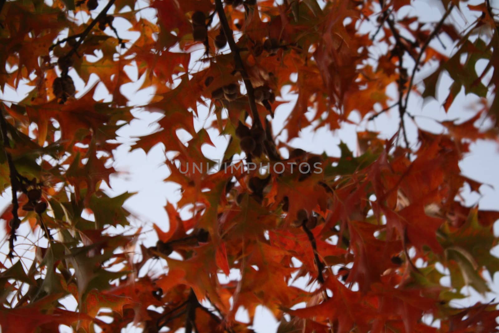 a wallnut tree in the park