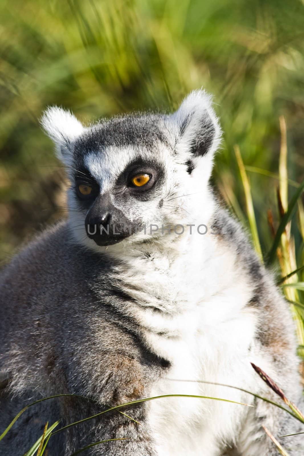 Ring-tailed lemur sitting on the grass by Colette