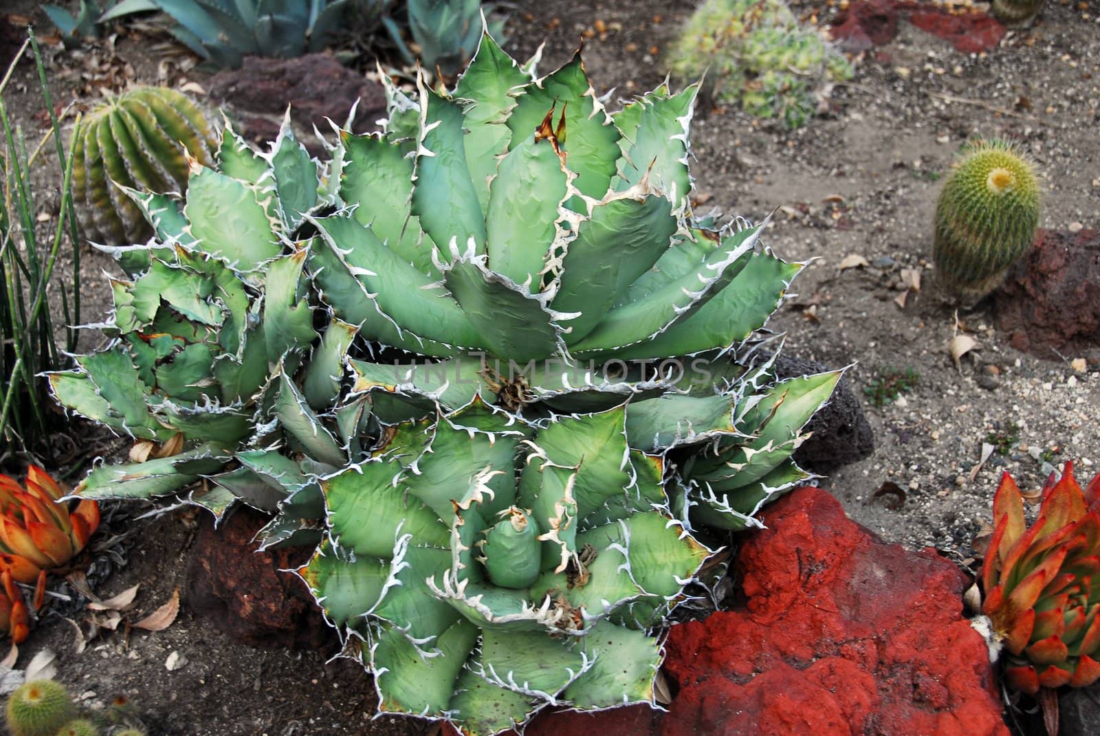 an isolated shot of green Succulent plant