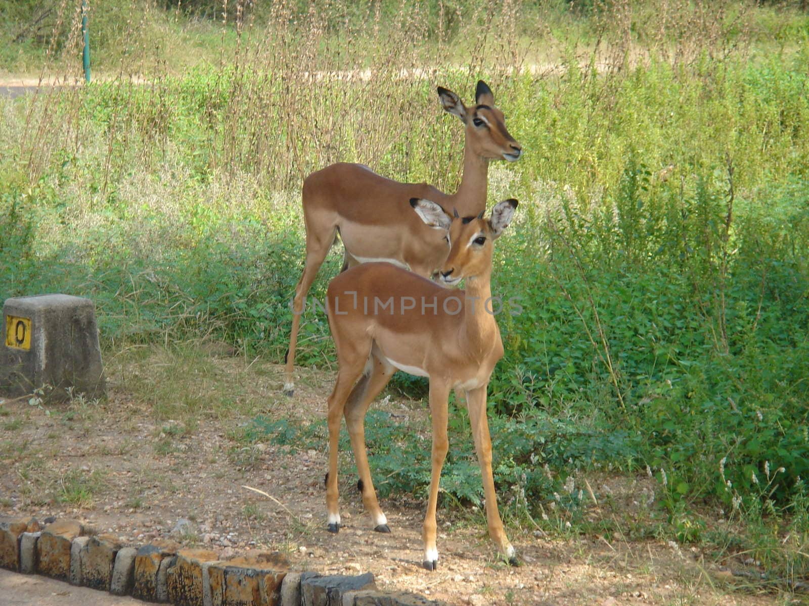 deers or bambis on a wild landscape in Kruger park, South Africa