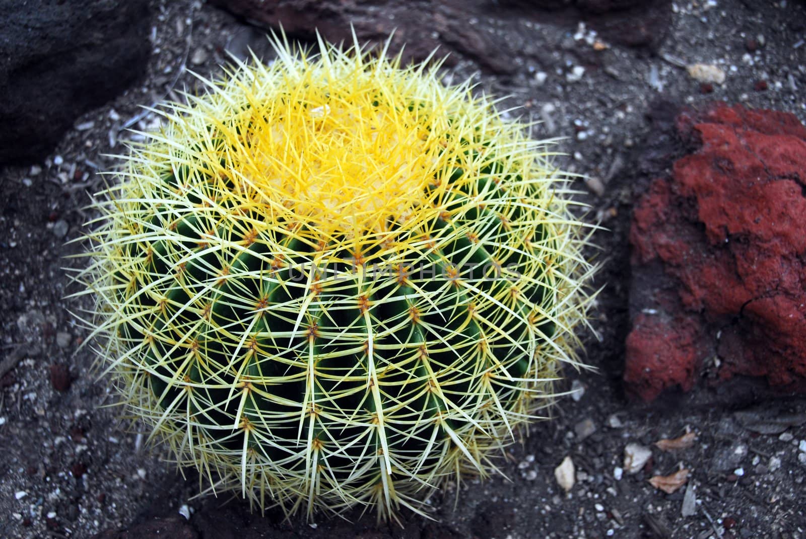 an isolated shot of Echinocactus grusonii Cactus plant