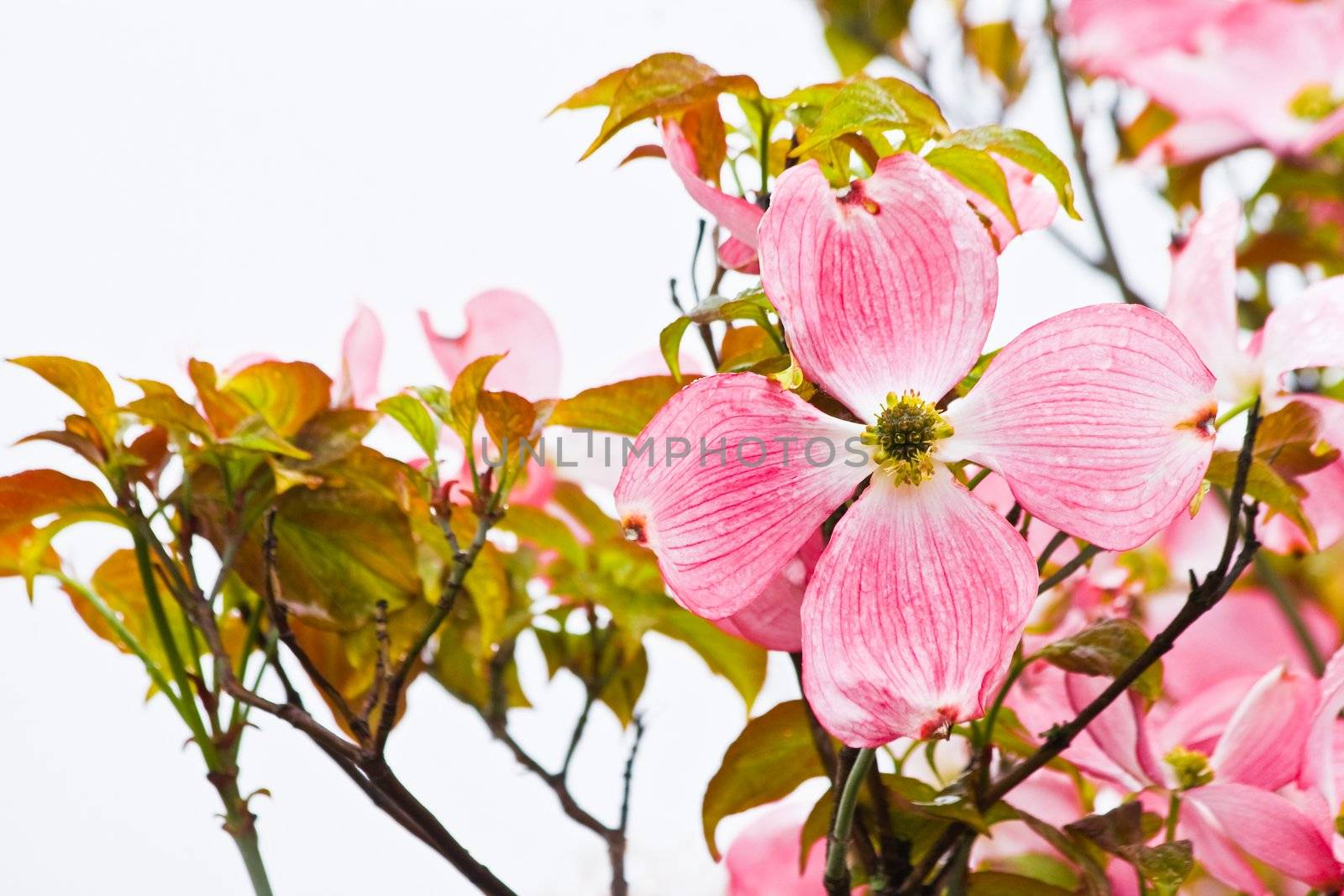 Flowering Japanese dogwood in spring horzontal image