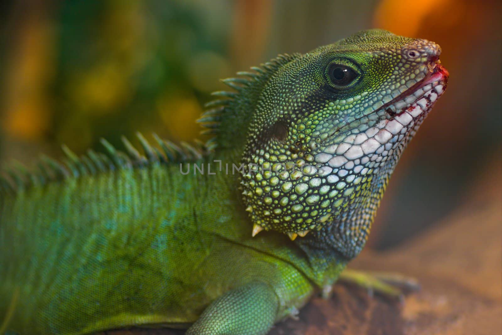 Green Water Dragon or Thai Water Dragon  by Colette