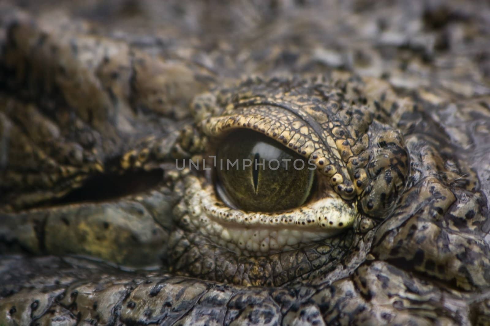 Head of crocodile with staring eye in close view