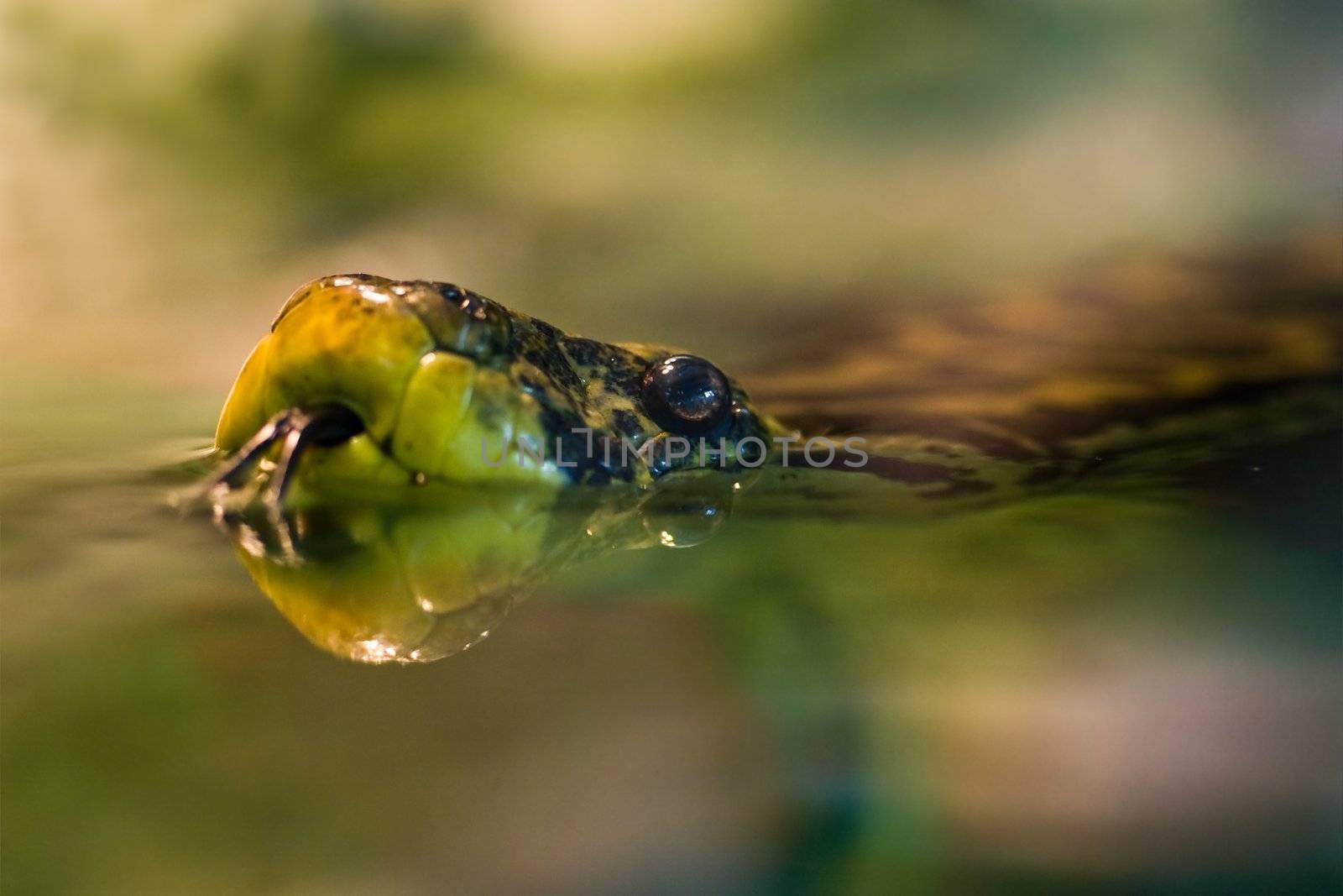 Yellow anaconda lives in South America,  mostly in swamps and marshes