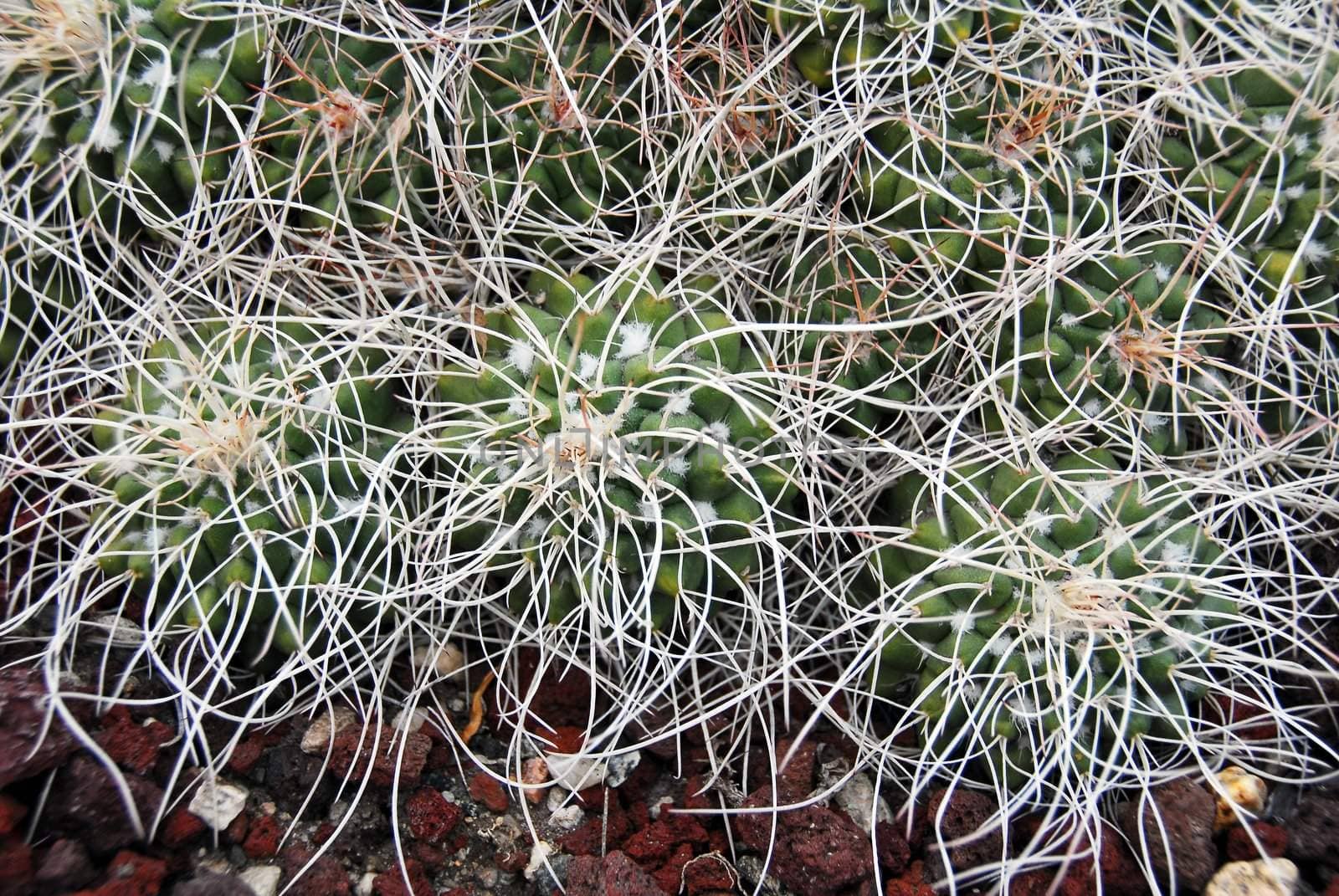 an isolated shot of mammilaria Cactus plant