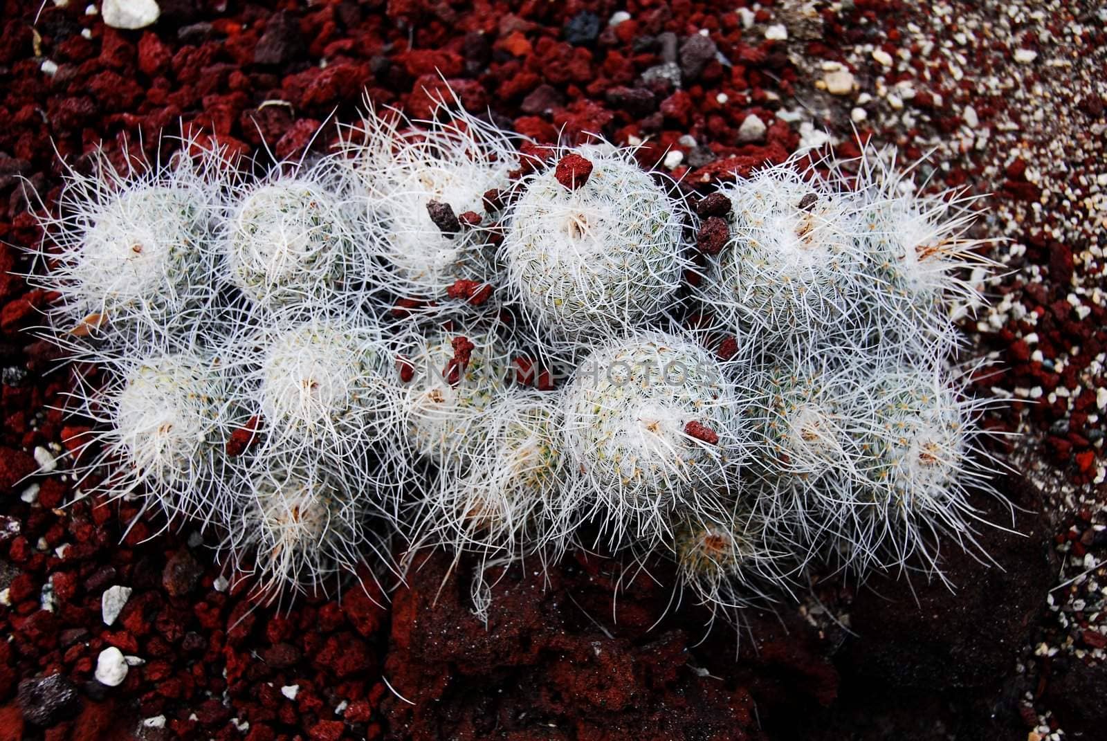 an isolated shot of mammilaria Cactus plant