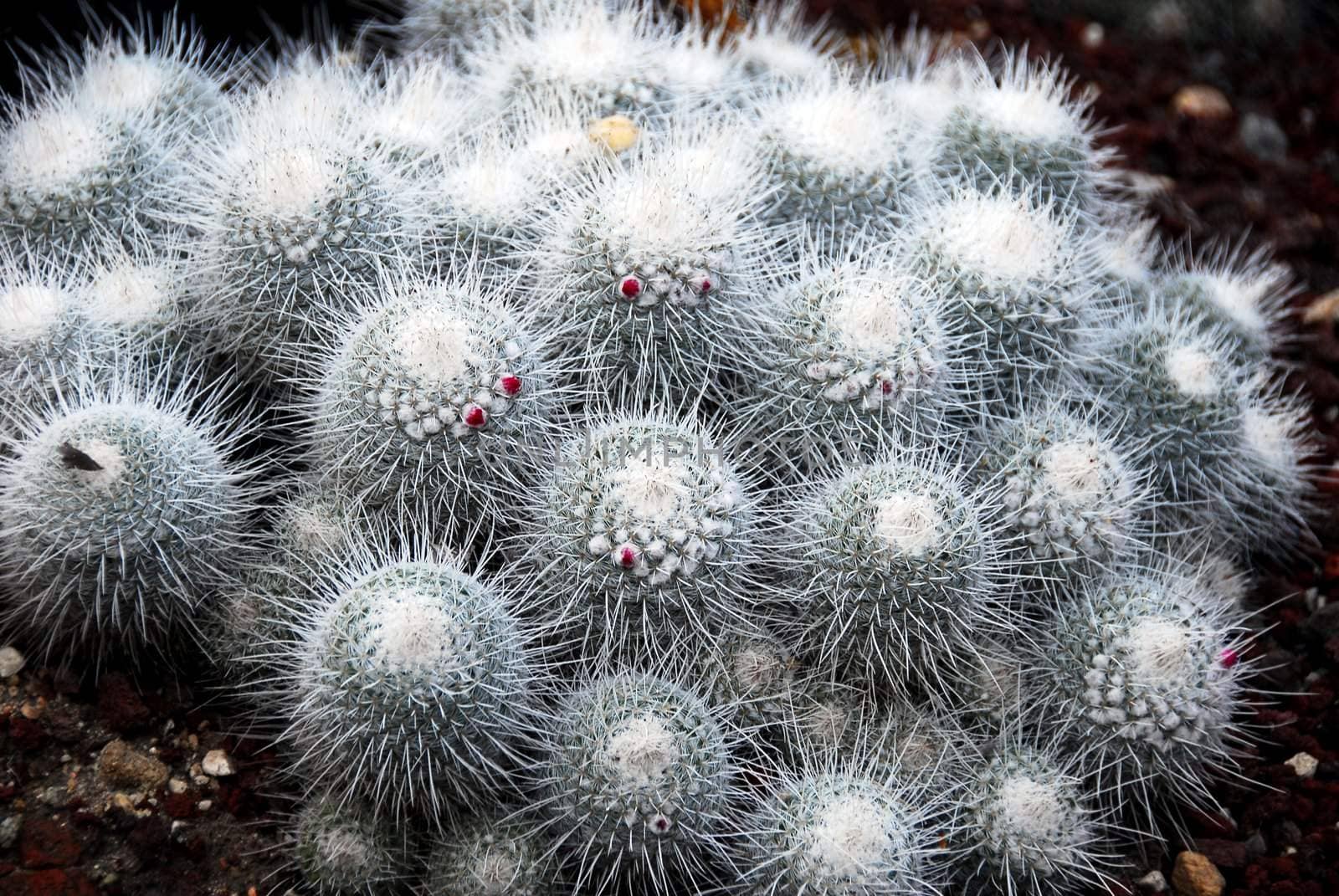 an isolated shot of mammilaria Geminispina Cactus plant