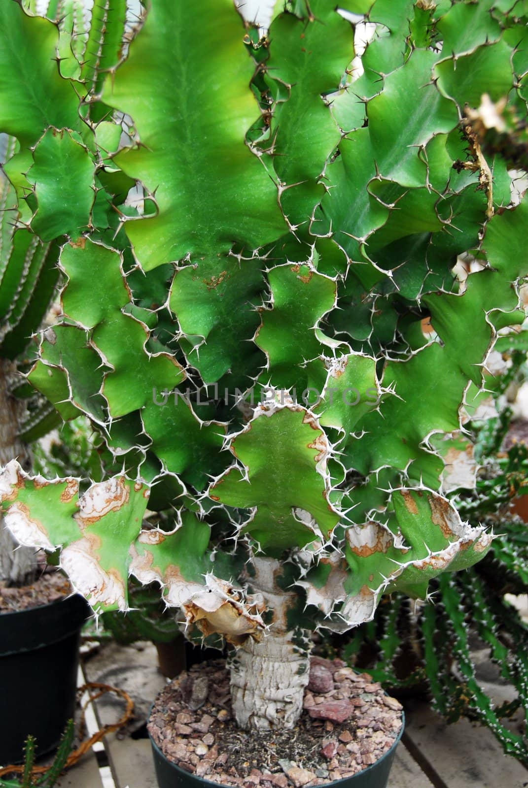 an isolated shot of cactus plants growing