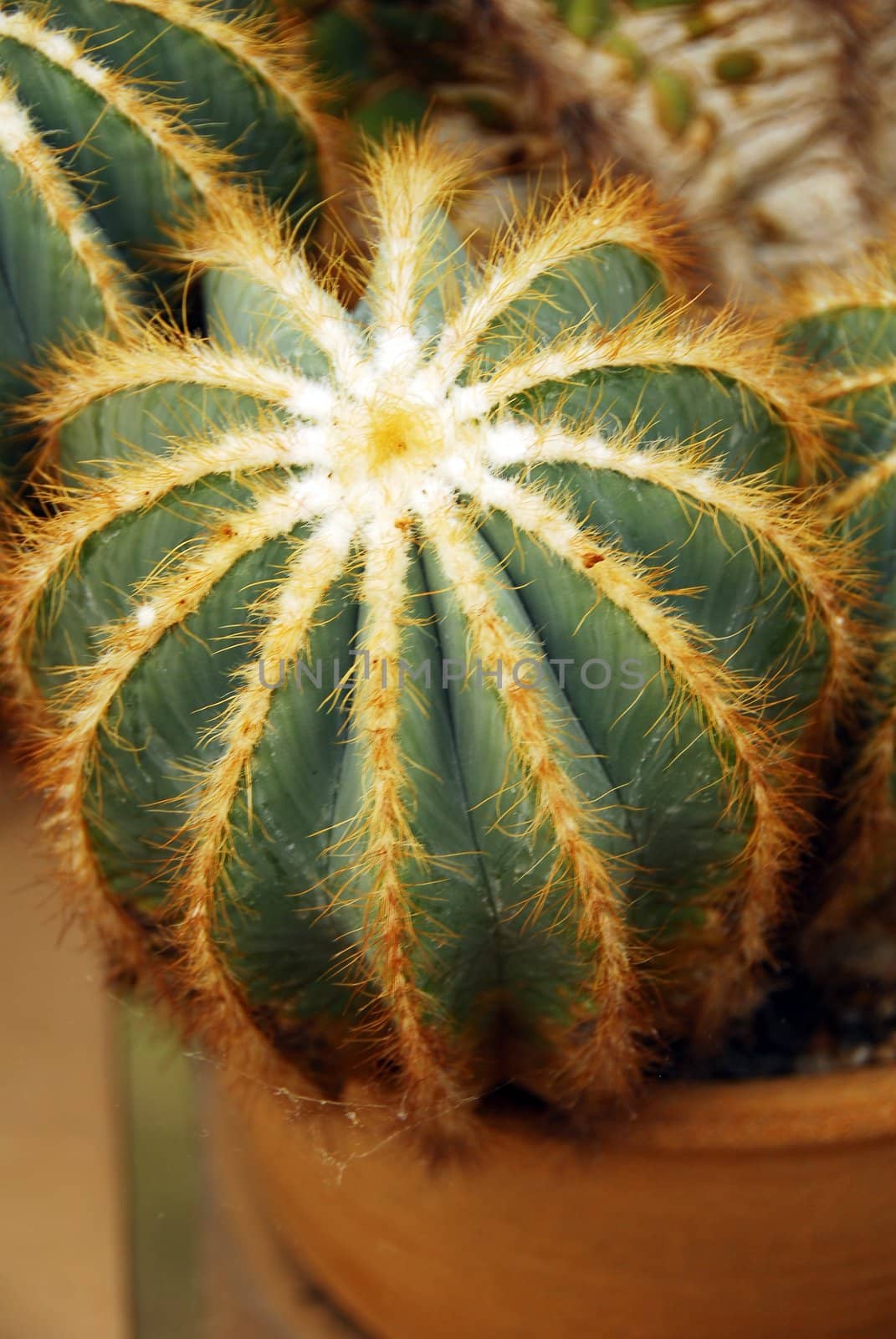 an isolated shot of cactus plants growing