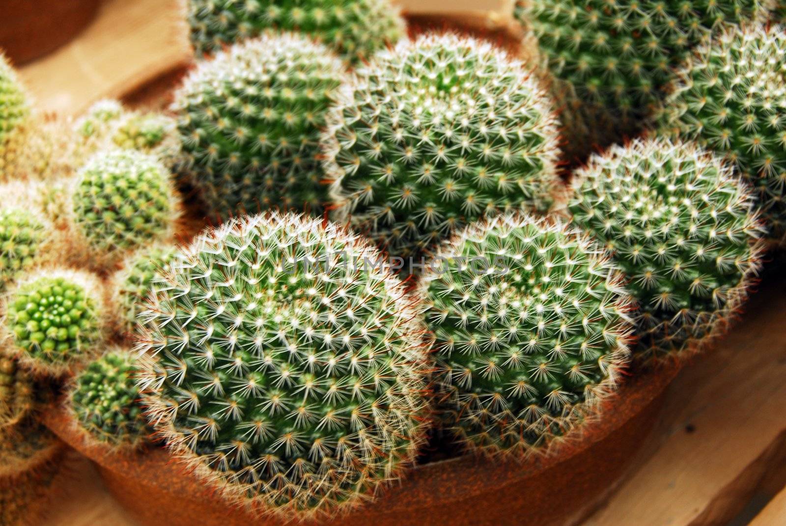 an isolated shot of mammilaria zeilmenniana Cactus plant