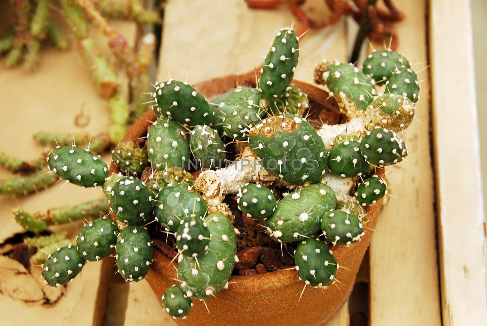 an isolated shot of opuntia fragilis Cactus plant