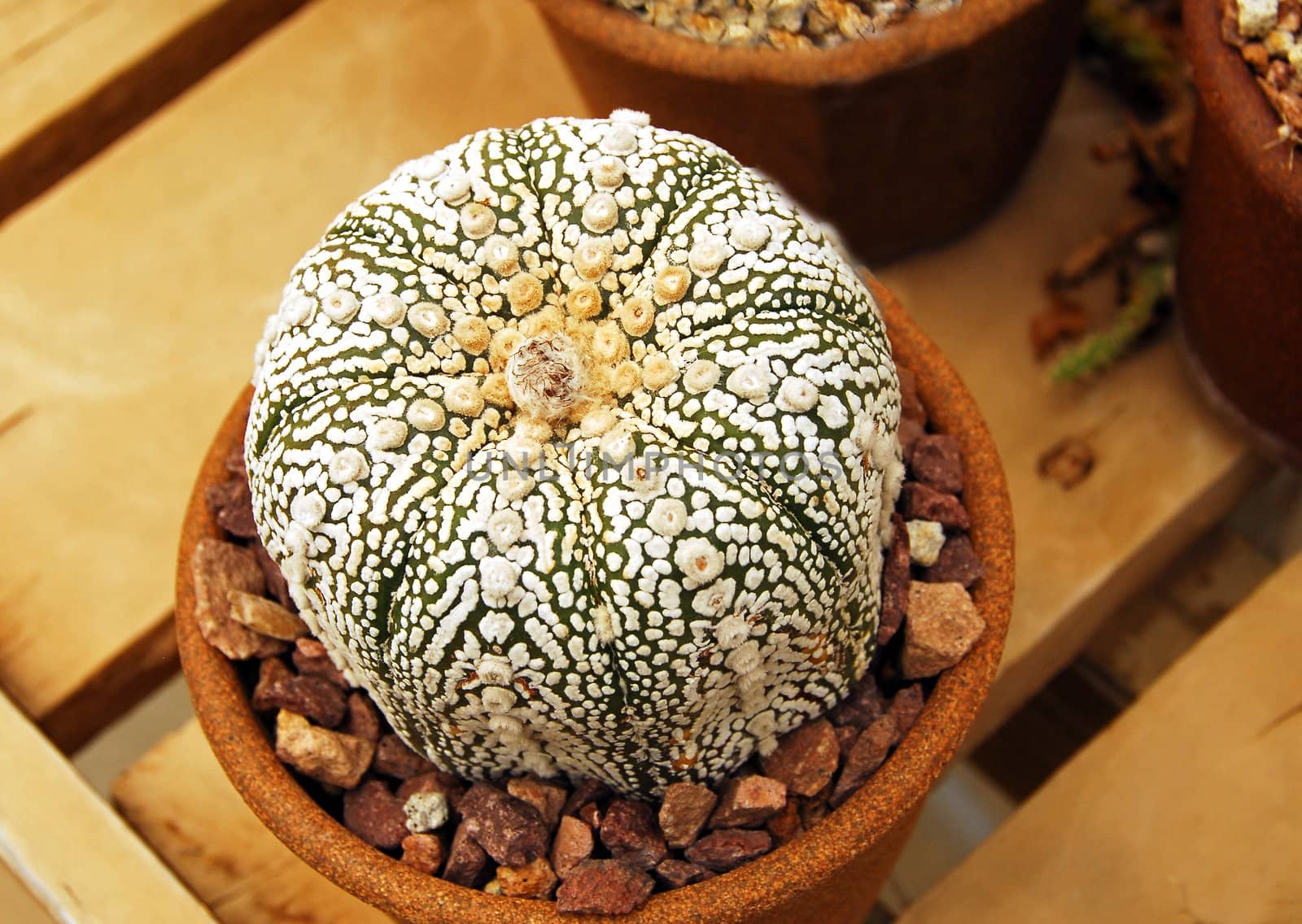 an isolated shot of astrophytum kebuta Cactus plant