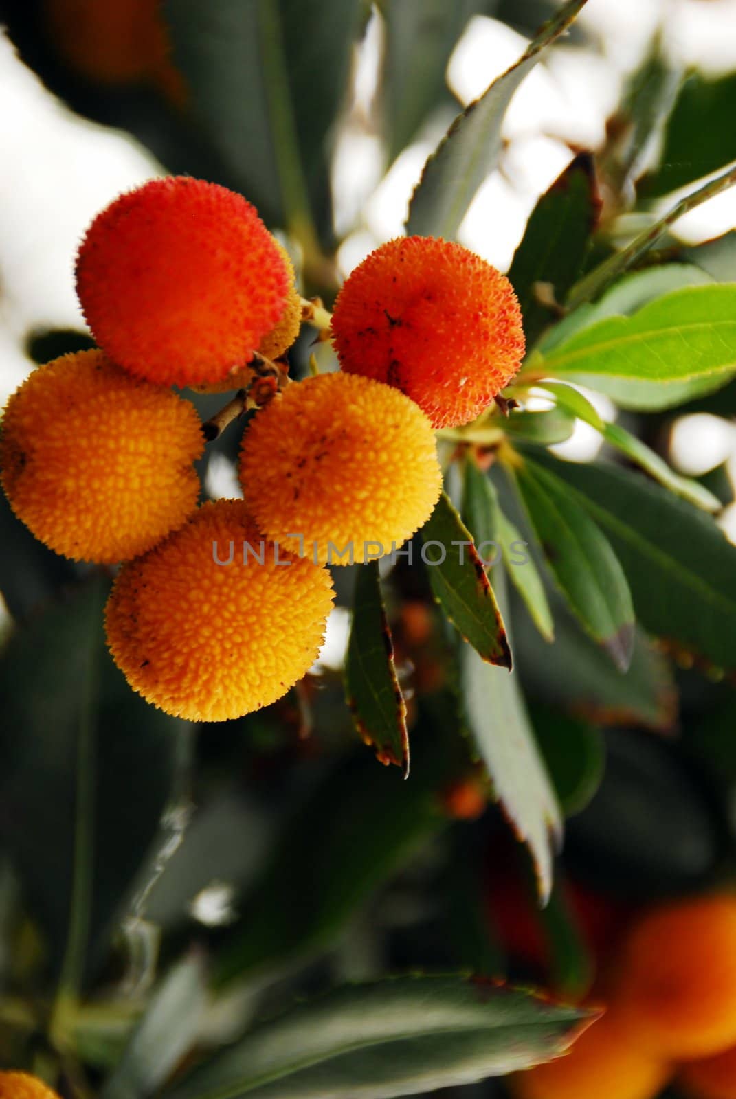 a bunch of orange Lychee Fruits growing on a tree