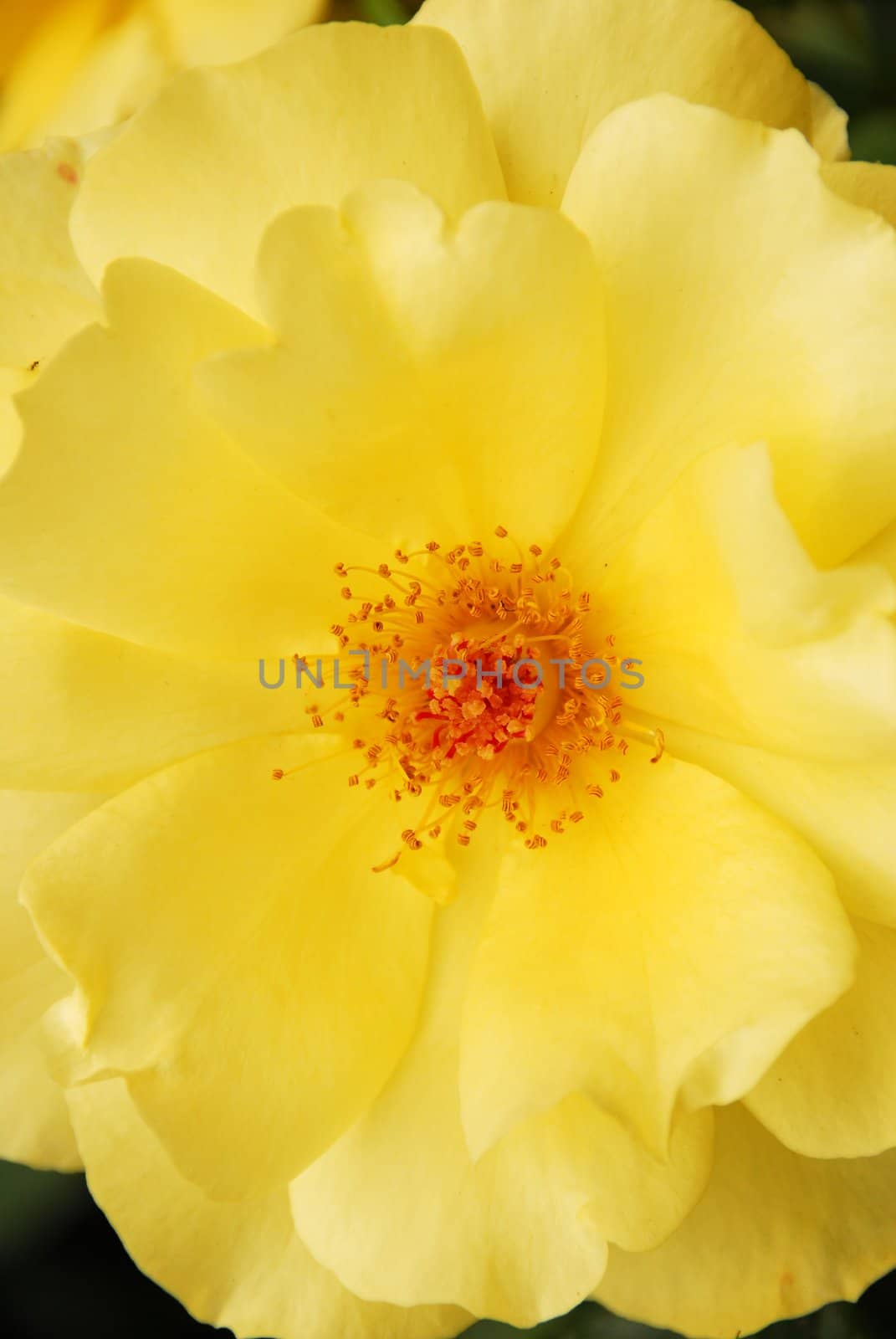 isolated shot of a yellow rose flower