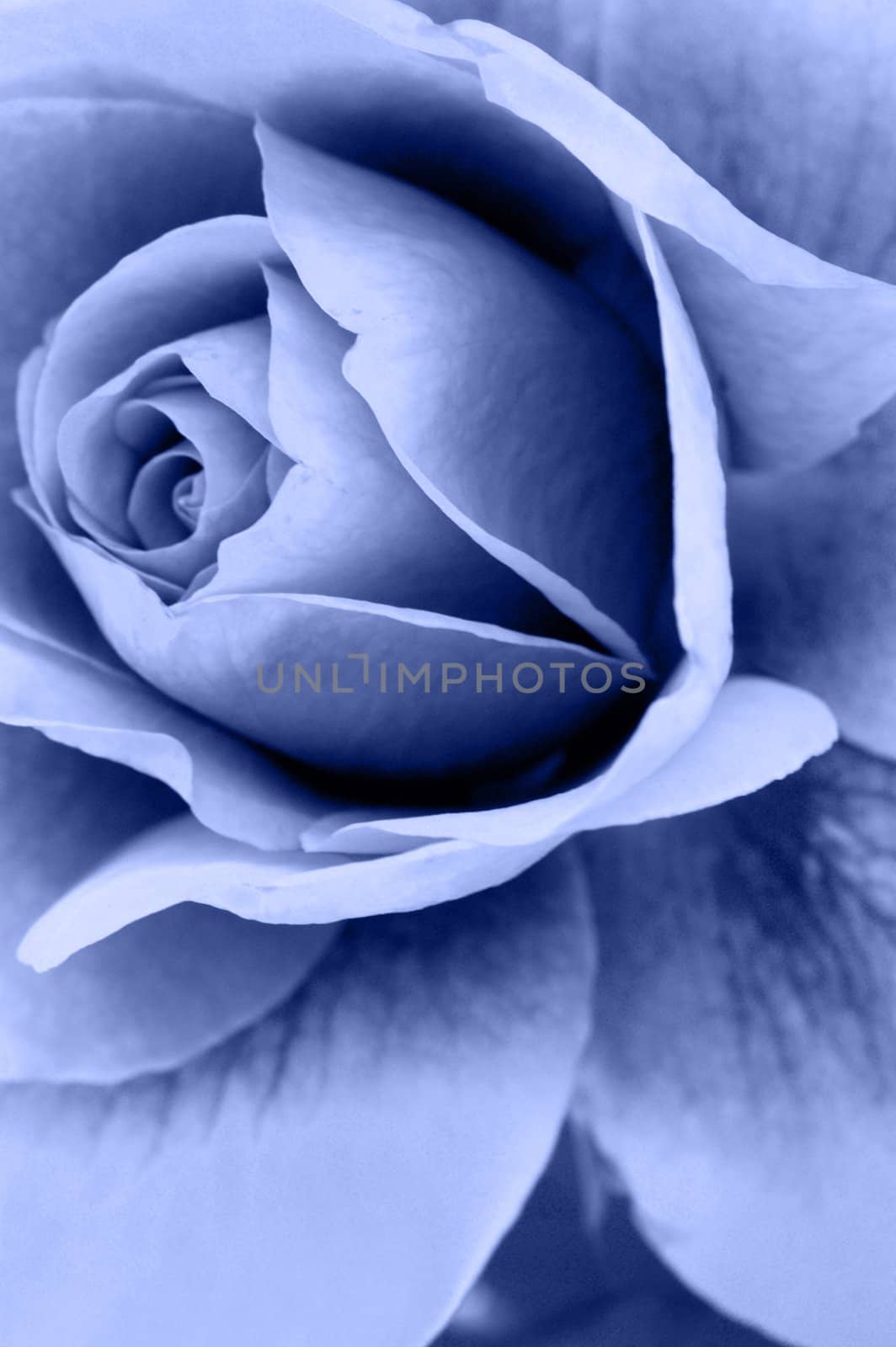 an isolated shot of a Rose Flower