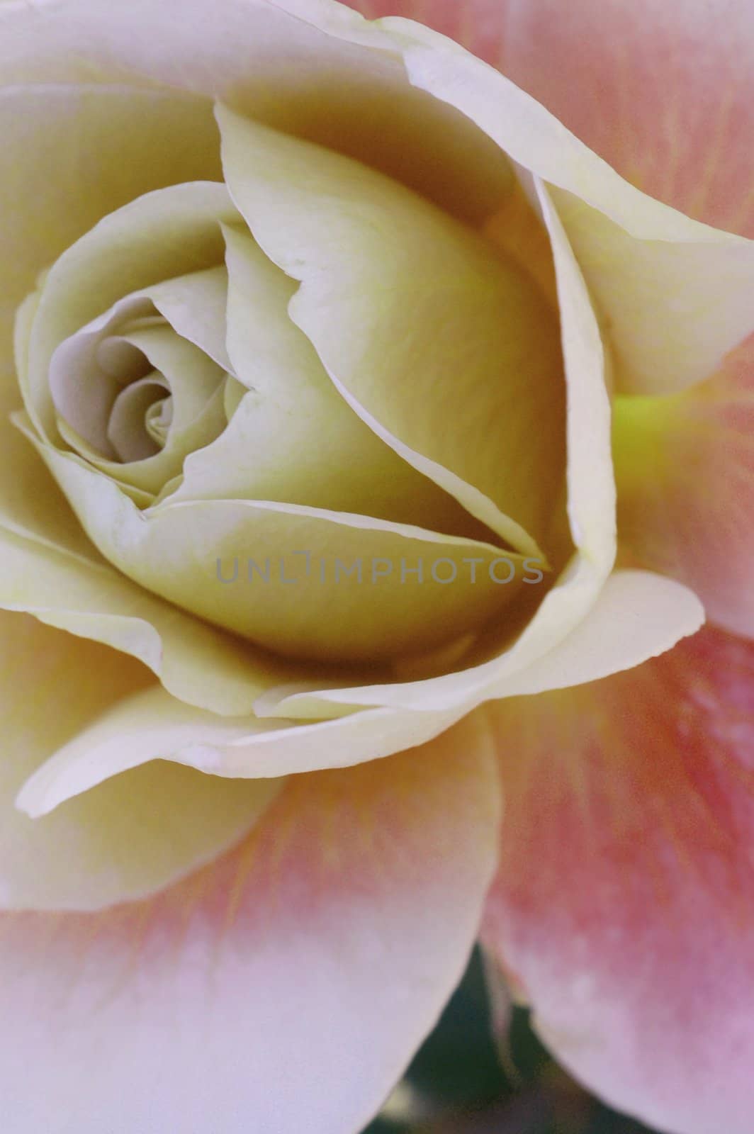 isolated shot of a Pink Rose Closeup