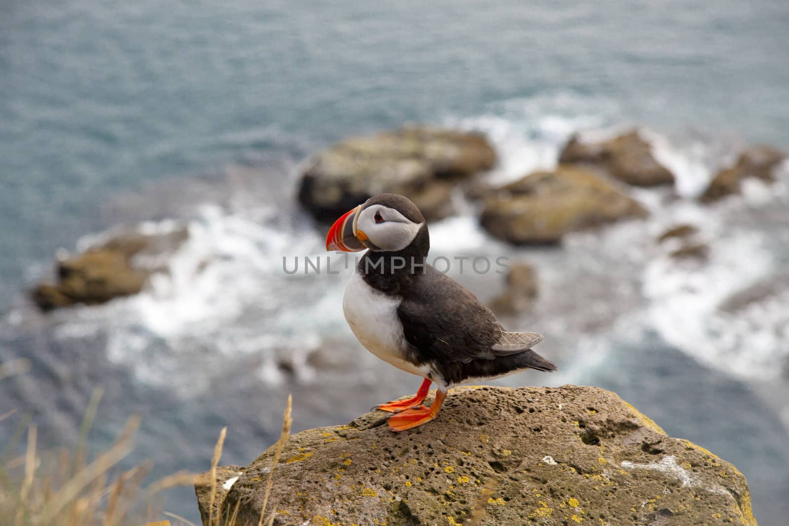 Latrabjarg - Iceland. Puffin on the rock. Beauty view.