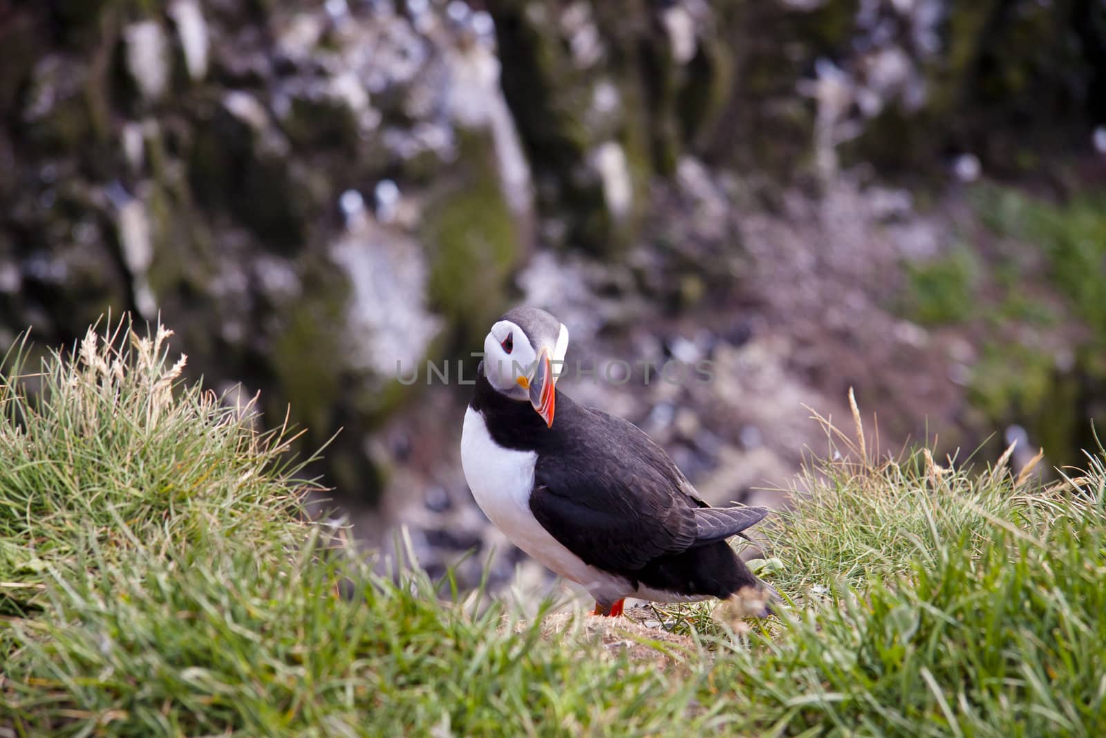 Puffin on the green grass - Iceland by parys
