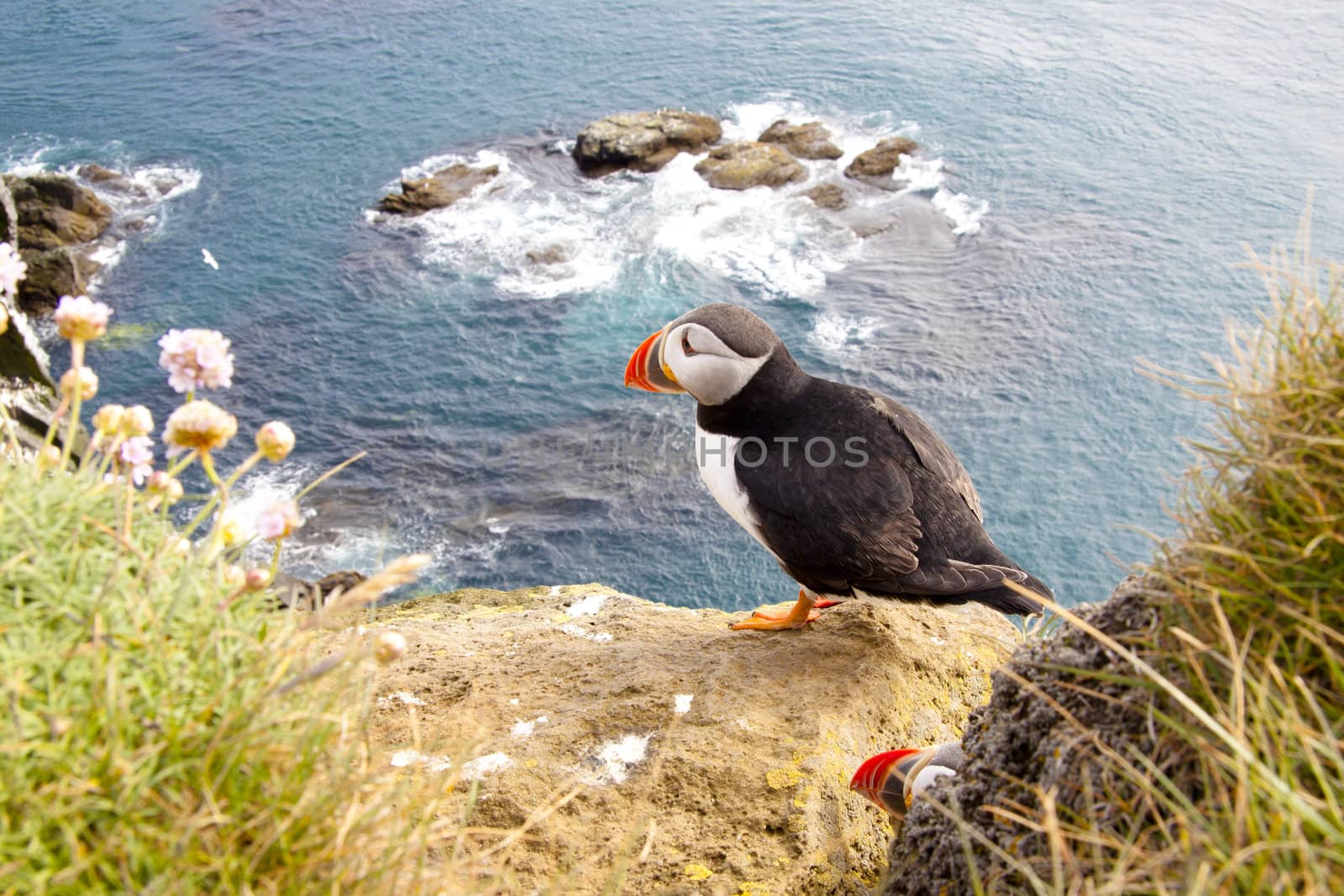 Latrabjarg - Iceland. Puffin on the rock.