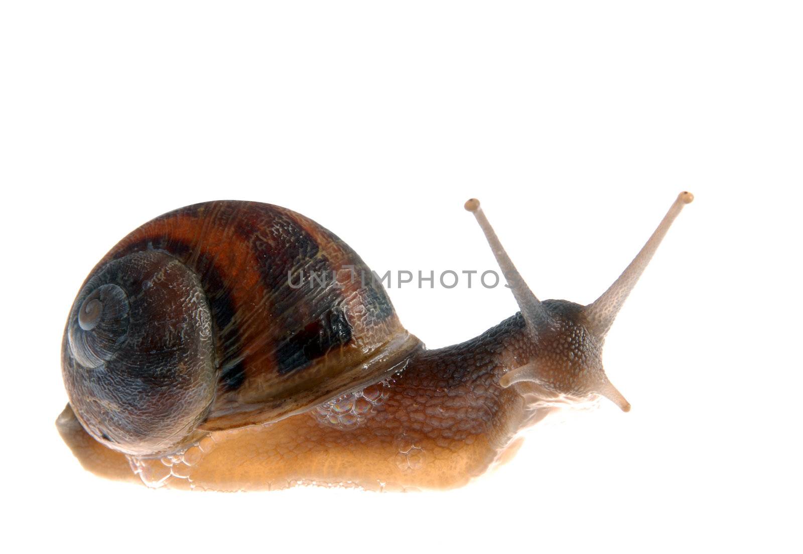 Snail isolated over white curiously looking at the camera.