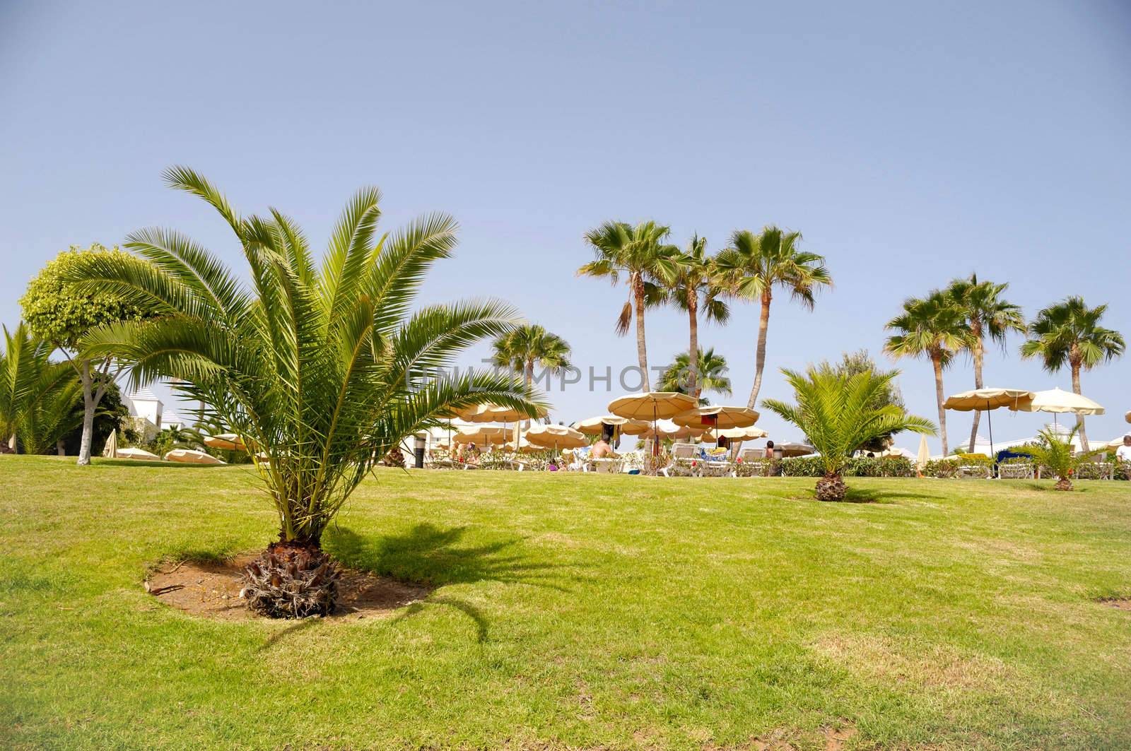 Palms at a hotel resort