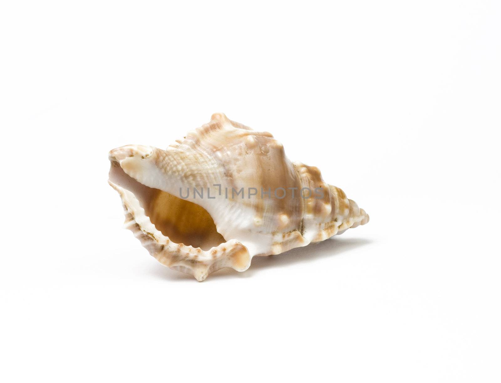 Sea shell isolated on white background. Studio shot. Close up.