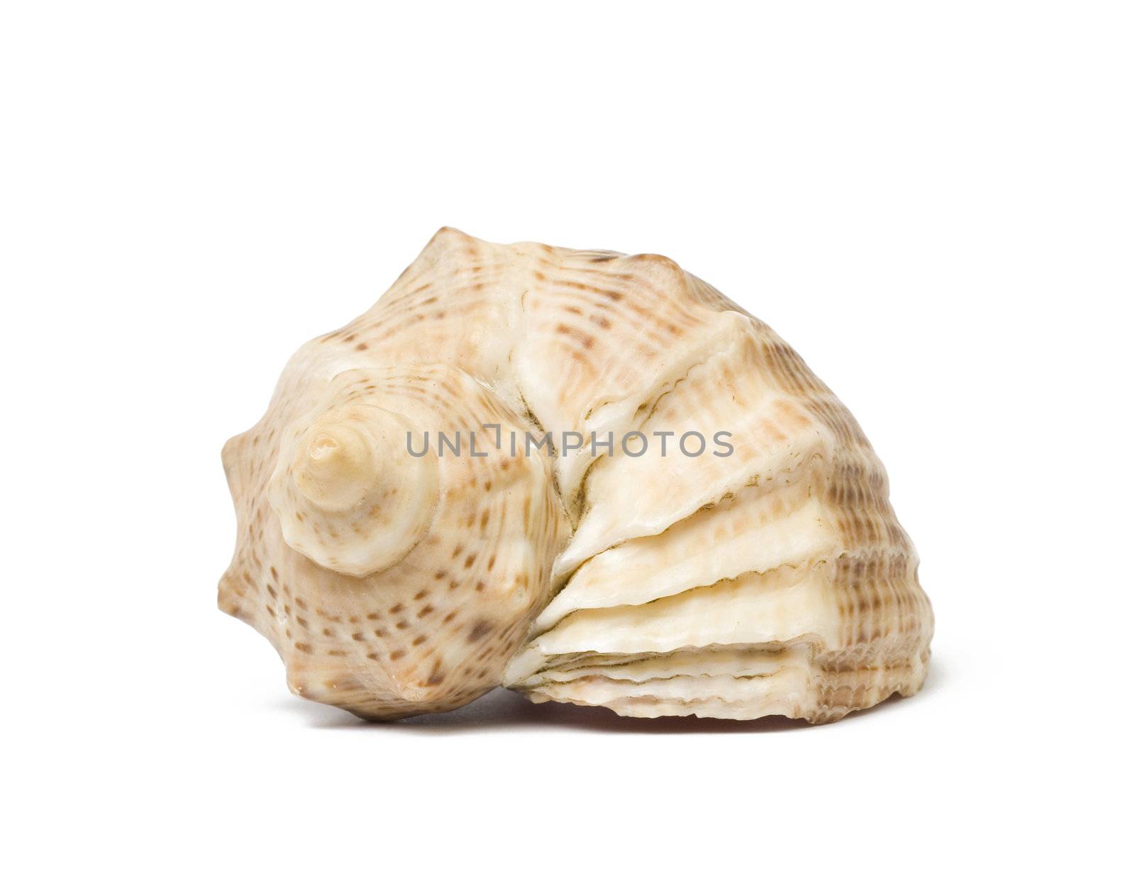 Sea shell isolated on white background. Studio shot. Close up.