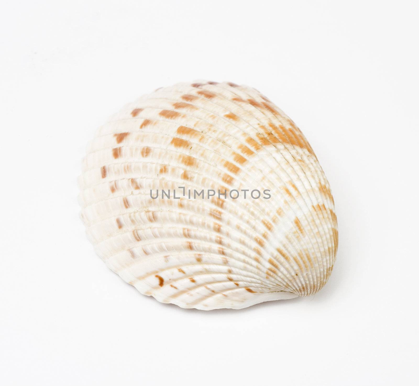 Sea shell isolated on white background. Studio shot. Close up.