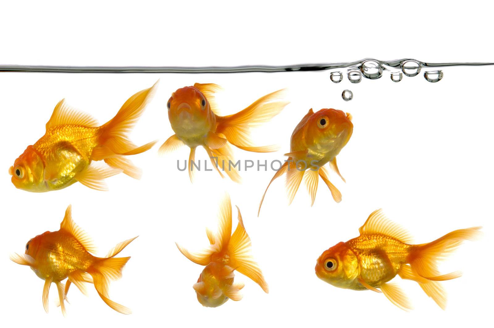Waterline with small air bubbles and gold fish