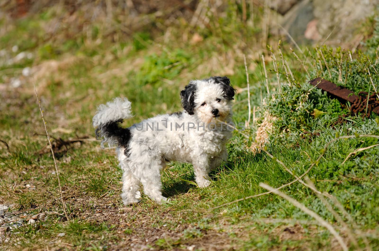 A sweet dog is looking.