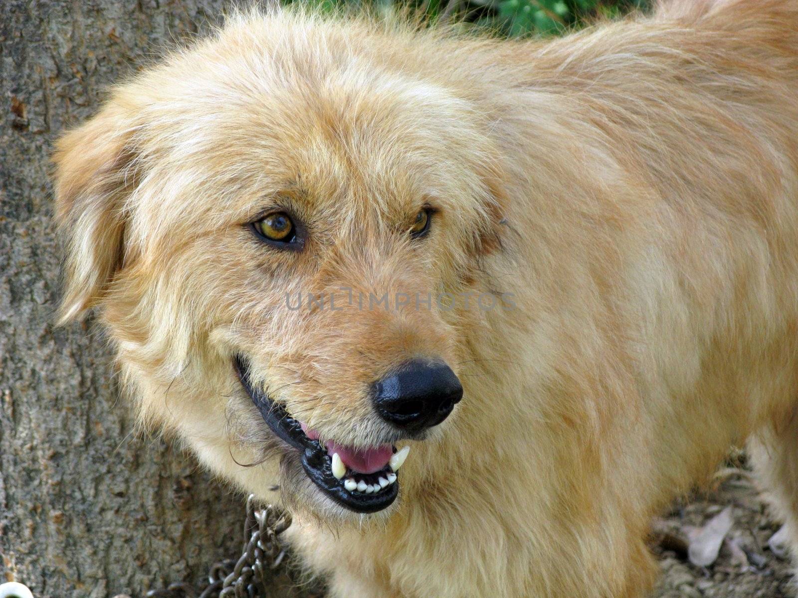 an isolated shot of Dog Face Closeup