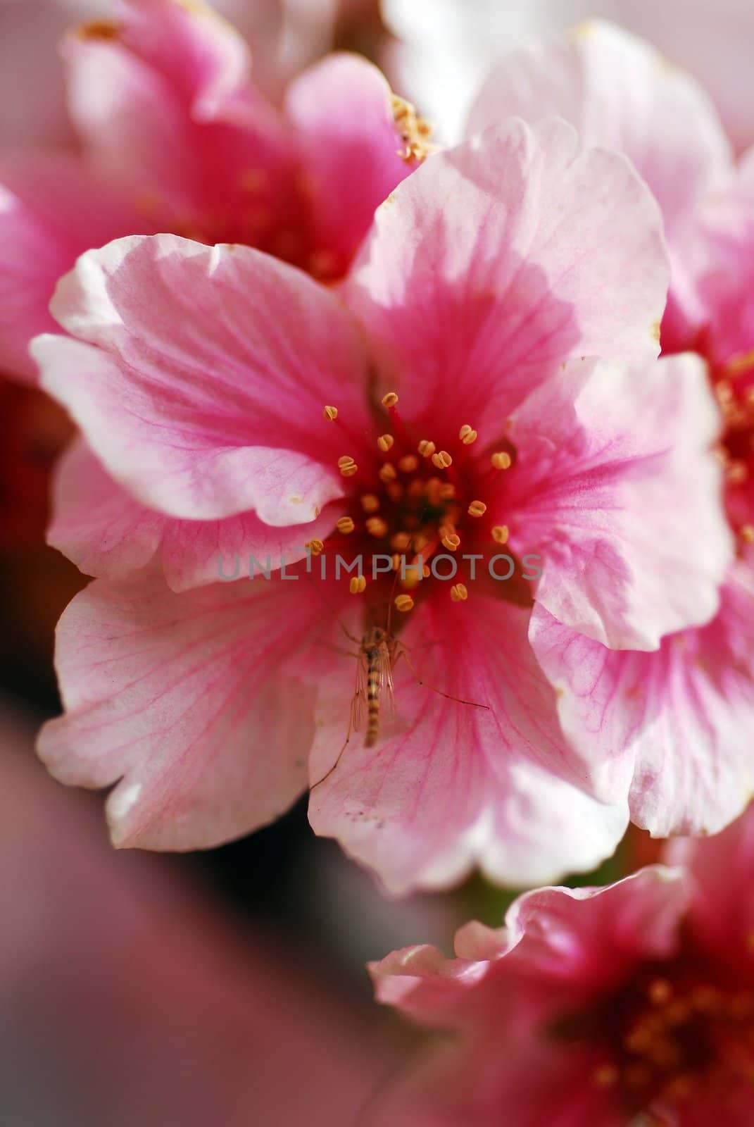 An isolated shot of Pink Cherry Flowers