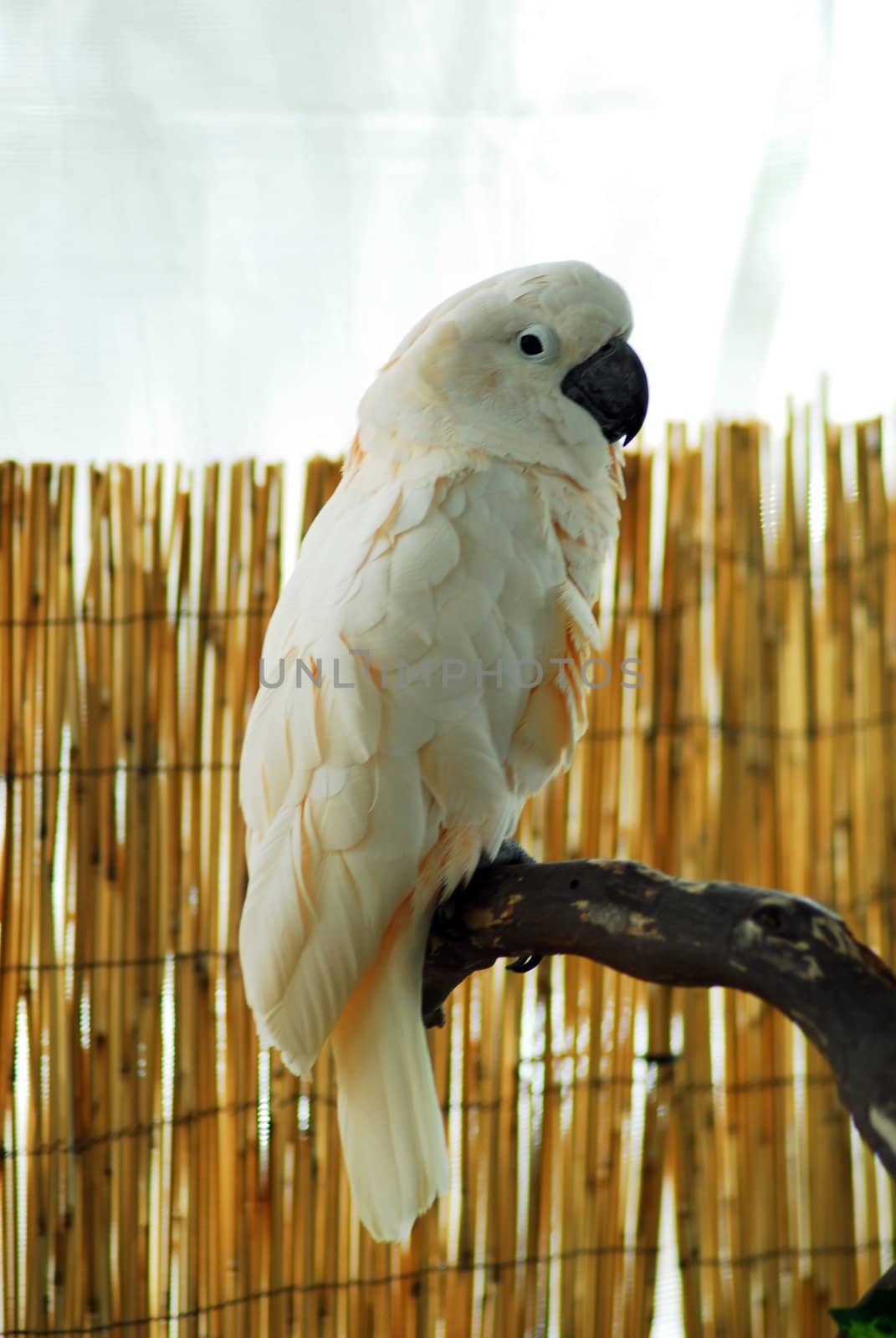 isolated shot of a white macaw bird