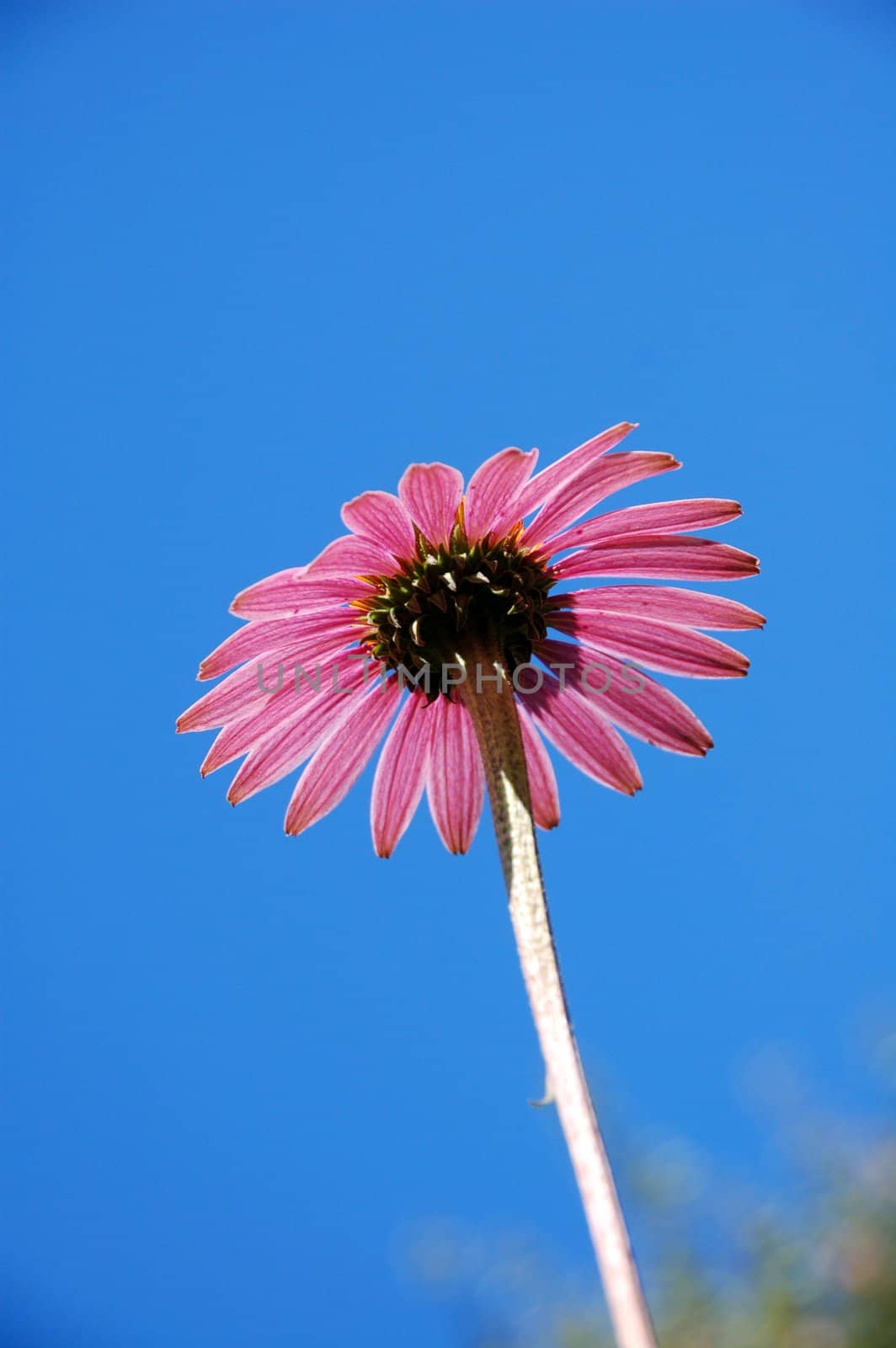 isolated shot of a Pink Gerbera Flower