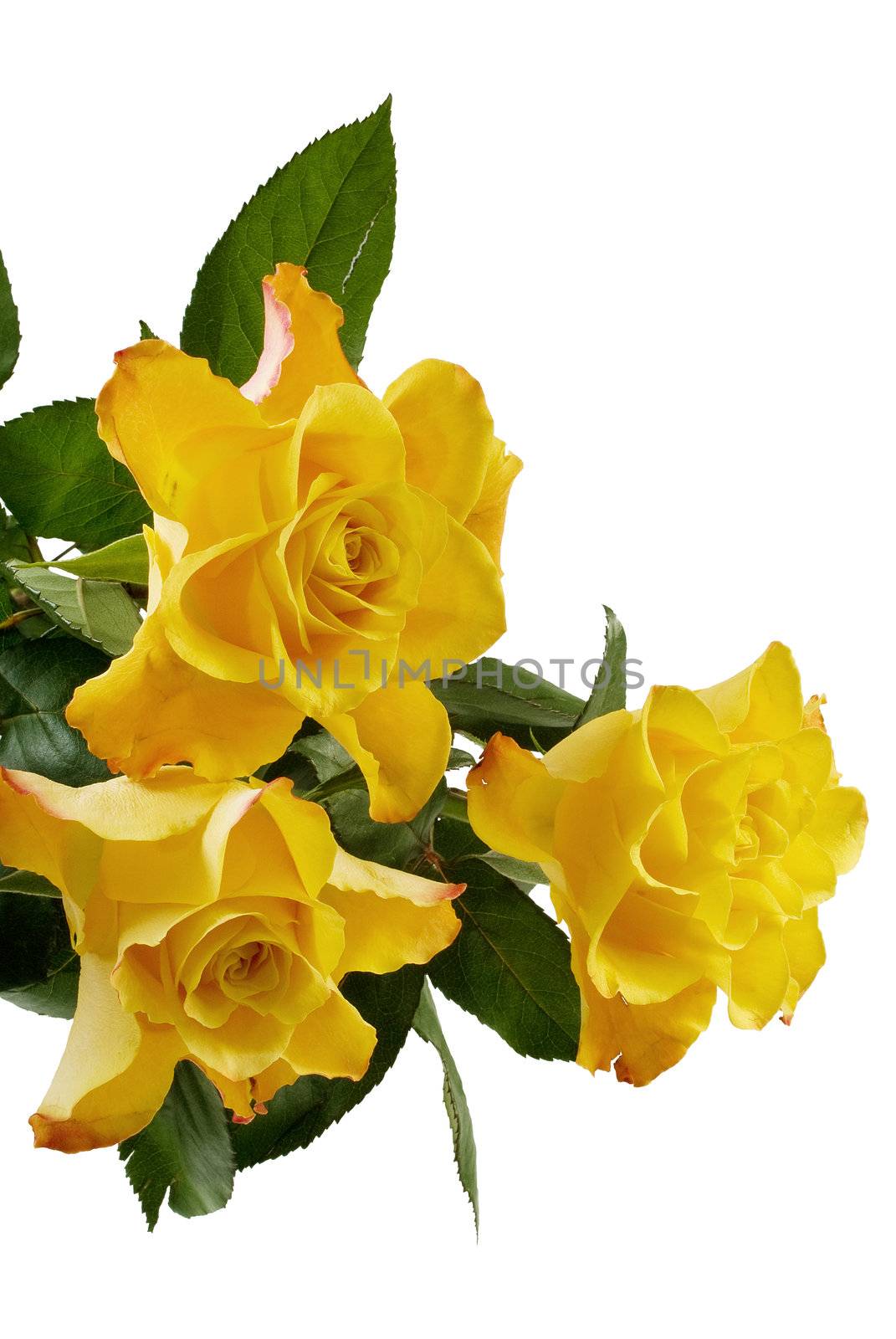 Three yellow roses isolated on the white background