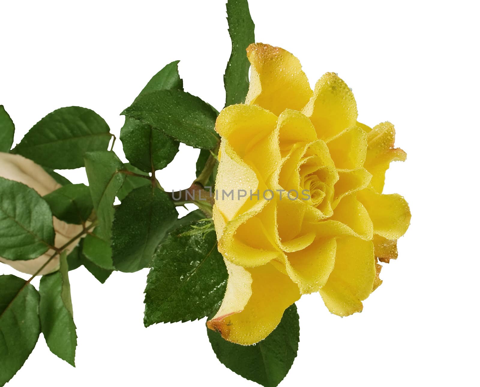 Yellow rose with green leafes on the whitw background