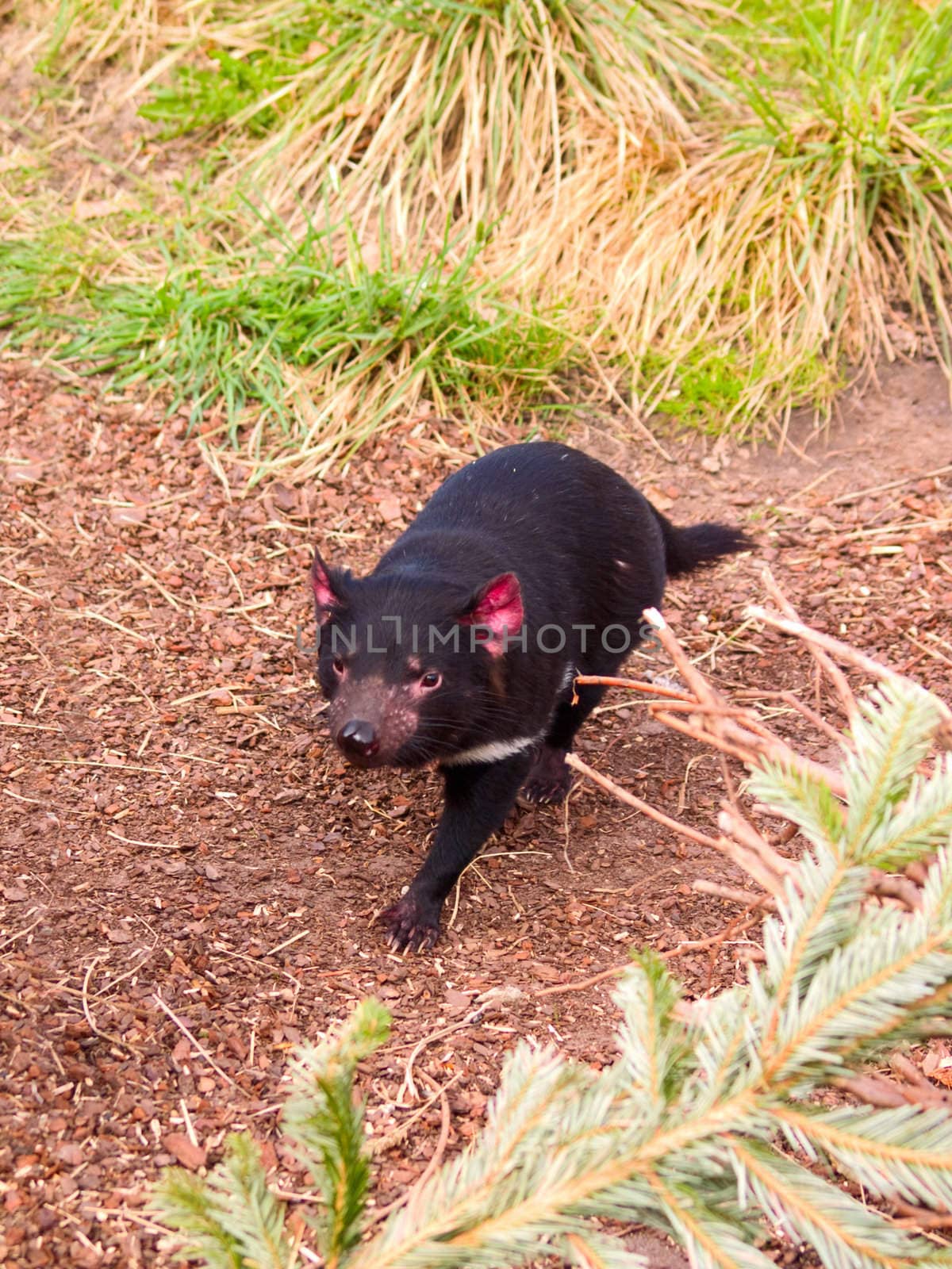 Fauna - A fierce Tasmanian Devil running in the  bush