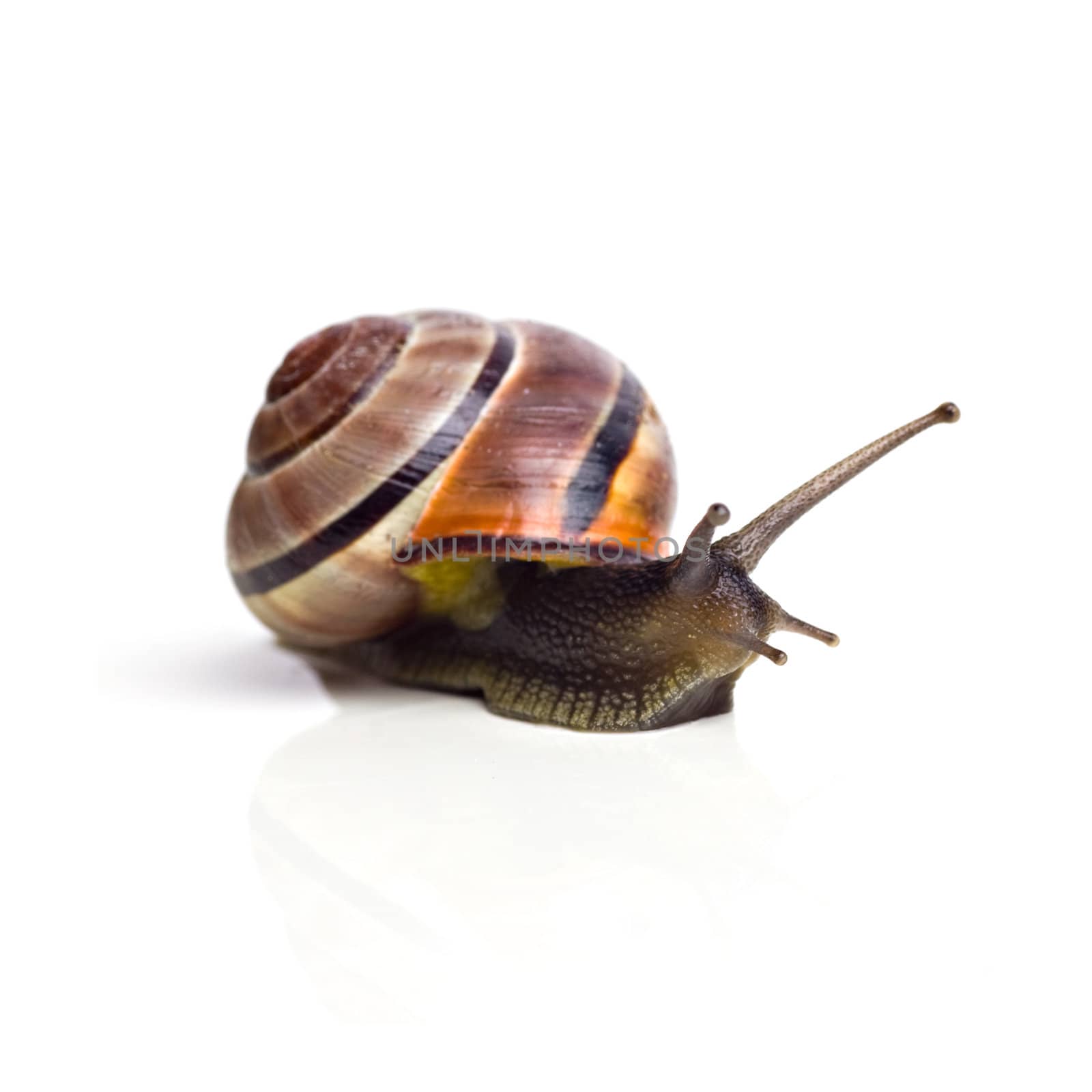 Snail on white background