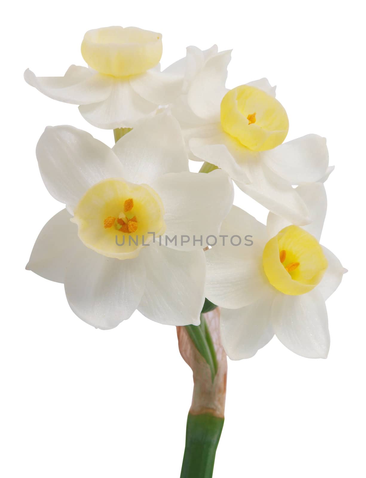 Jonquil Flowers isolated with clipping path         