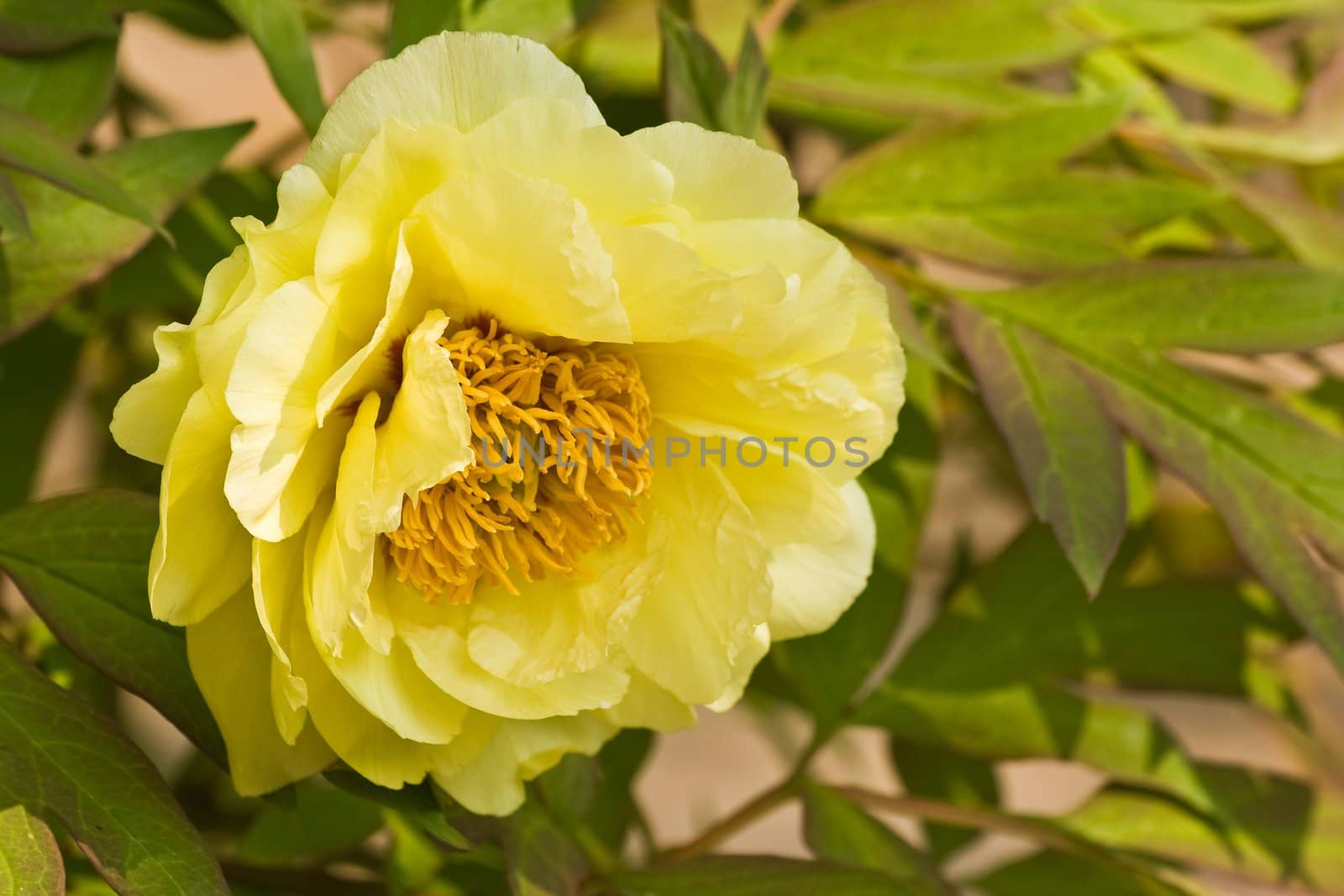 Rock's peony or Rock's tree peony with yellow flowers in spring