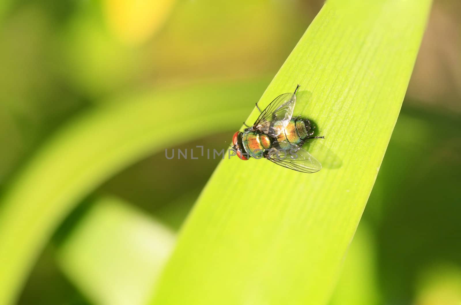 Colourful fly resting on a green broad leaf